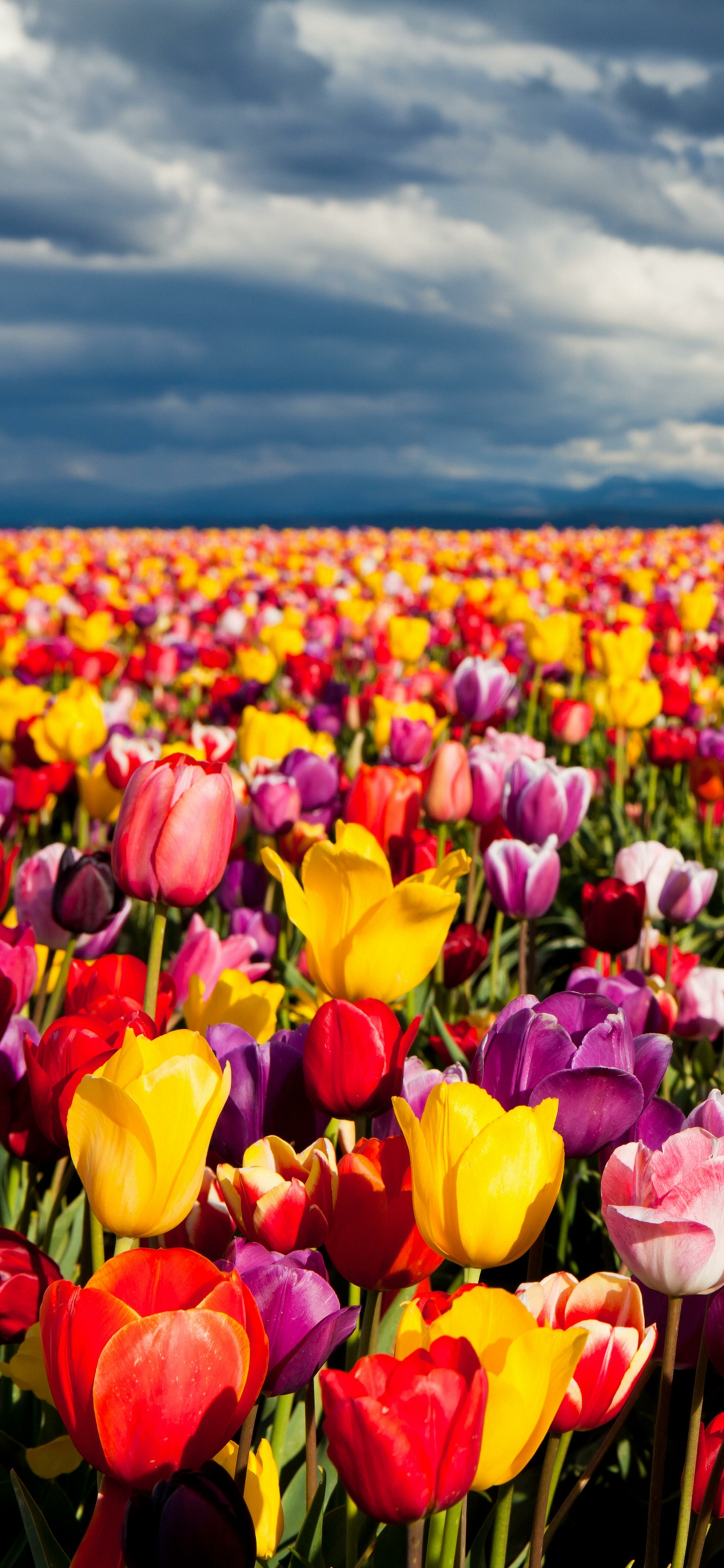 Download mobile wallpaper Nature, Flowers, Flower, Earth, Field, Colorful, Tulip for free.