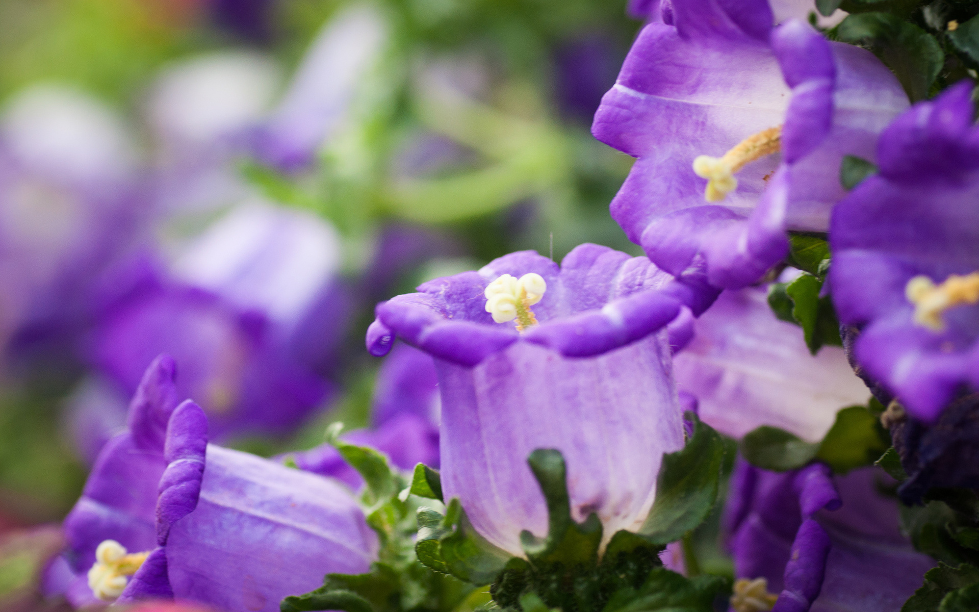 Descarga gratis la imagen Flor, Tierra/naturaleza en el escritorio de tu PC