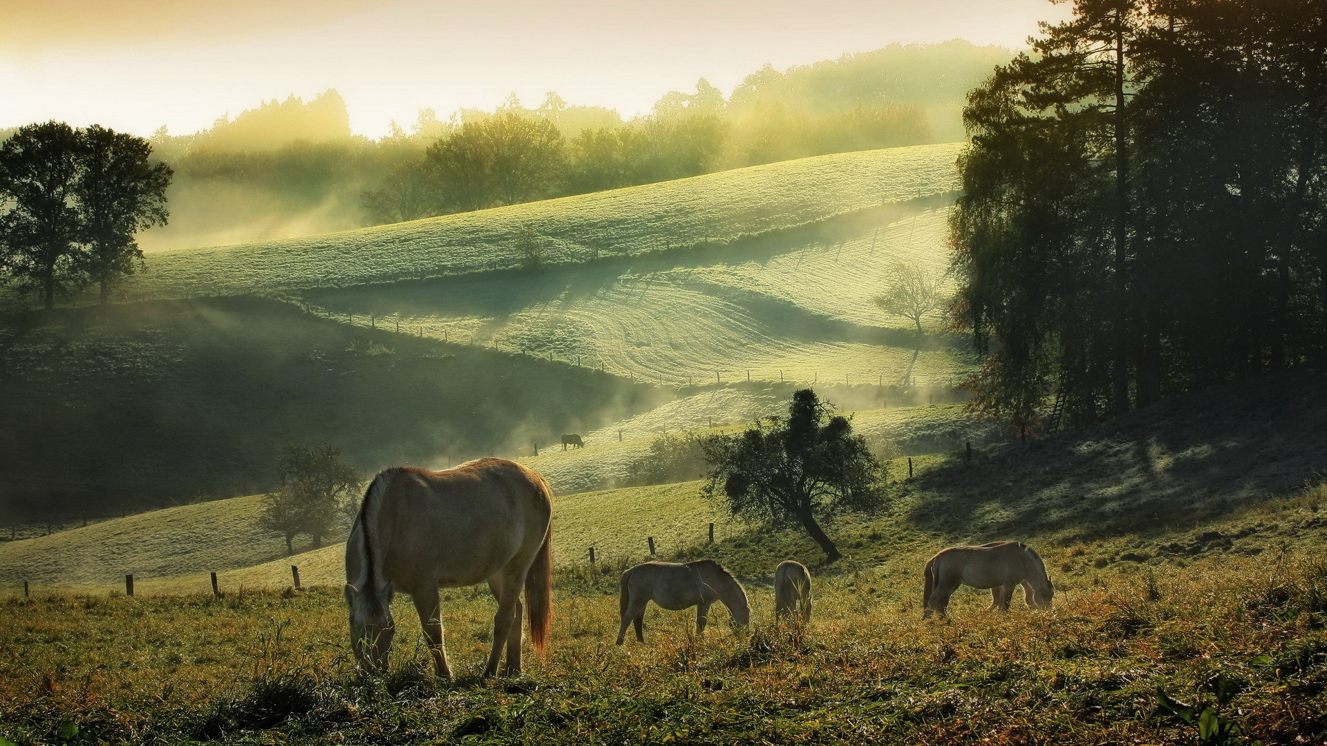 Handy-Wallpaper Tiere, Hauspferd kostenlos herunterladen.