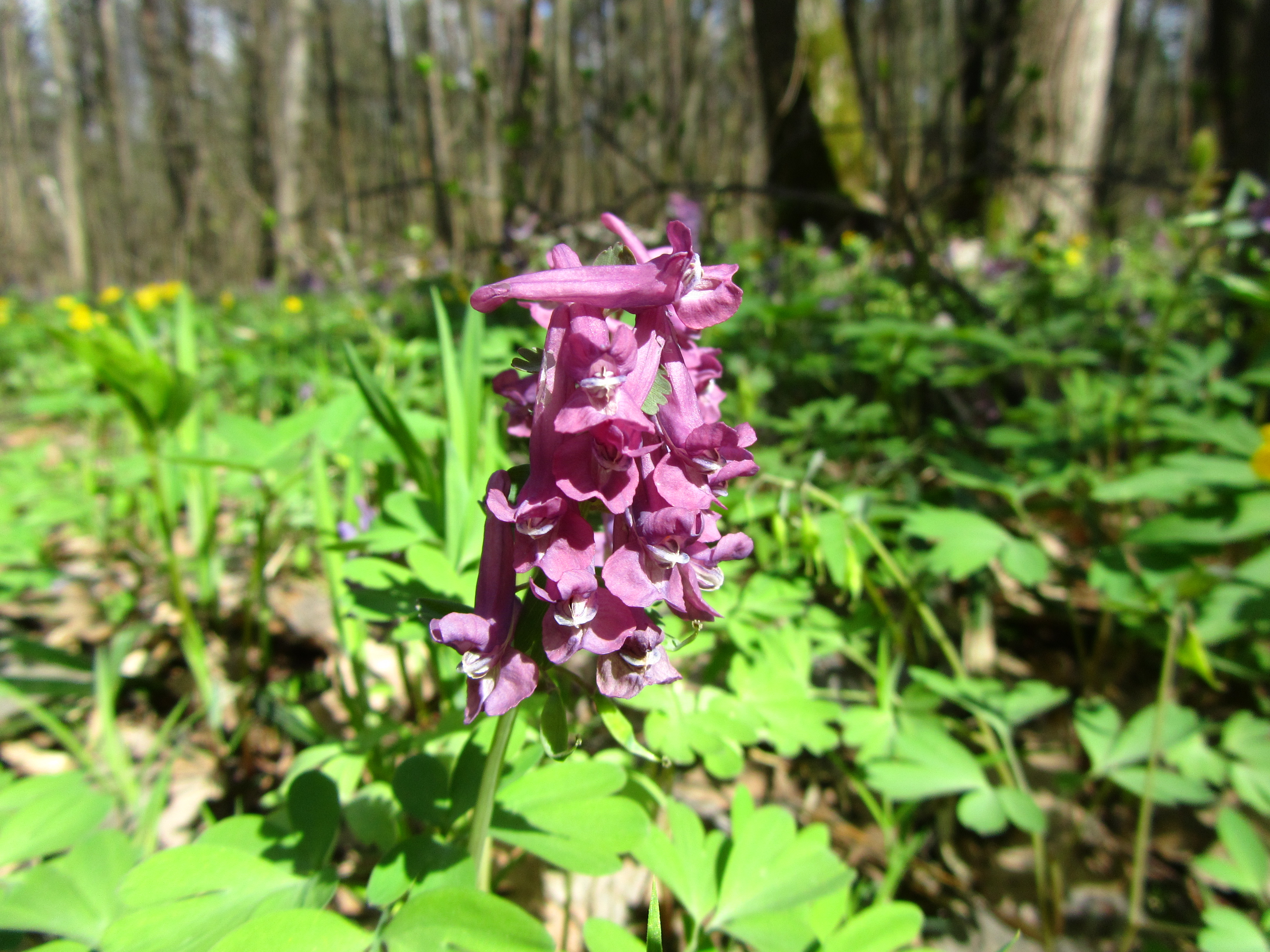 Téléchargez des papiers peints mobile Fleur, Terre/nature gratuitement.