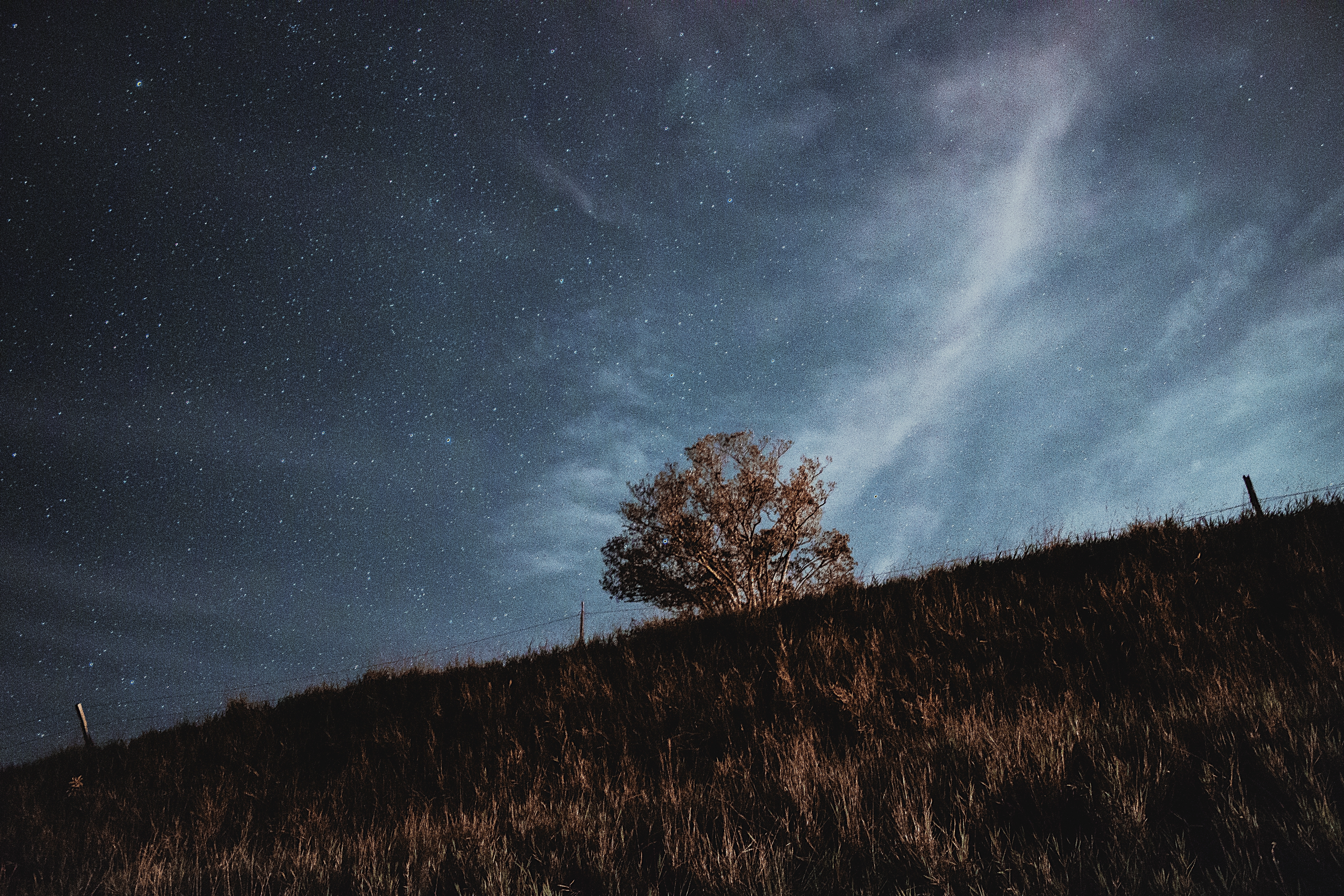 Free download wallpaper Grass, Wood, Tree, Starry Sky, Nature, Stars, Night on your PC desktop
