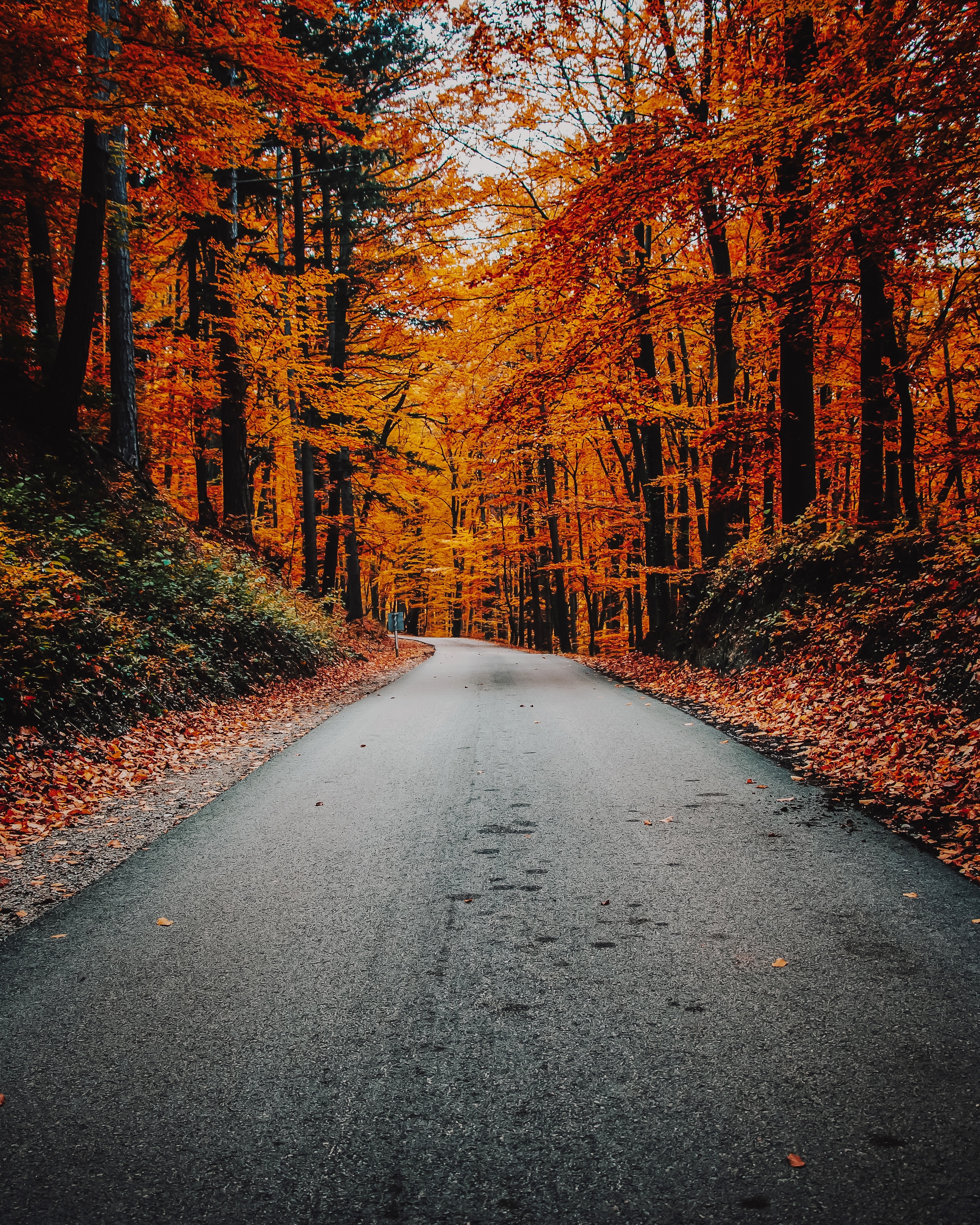 road, autumn, foliage, nature, turn, asphalt