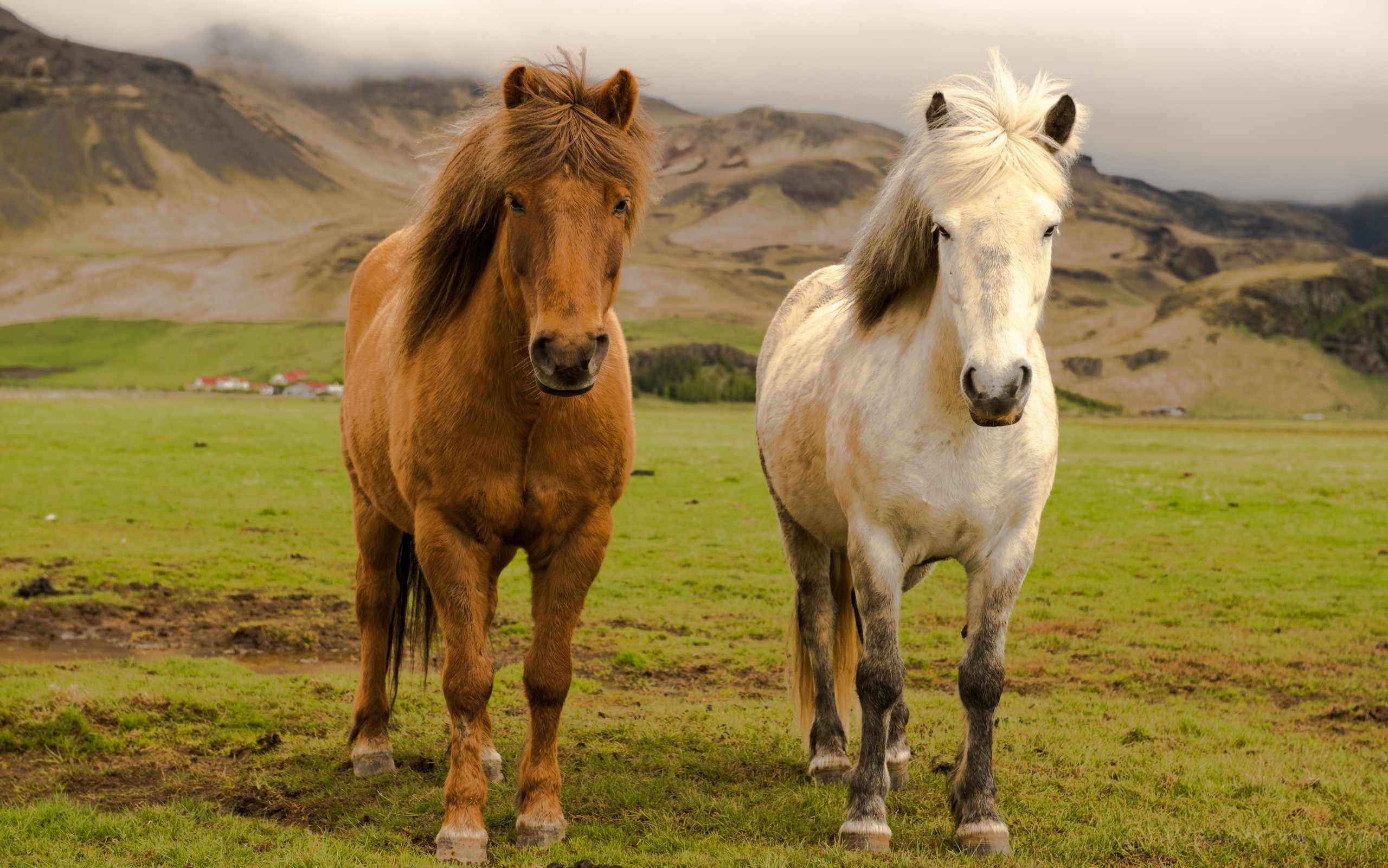 Téléchargez gratuitement l'image Animaux, Cheval sur le bureau de votre PC