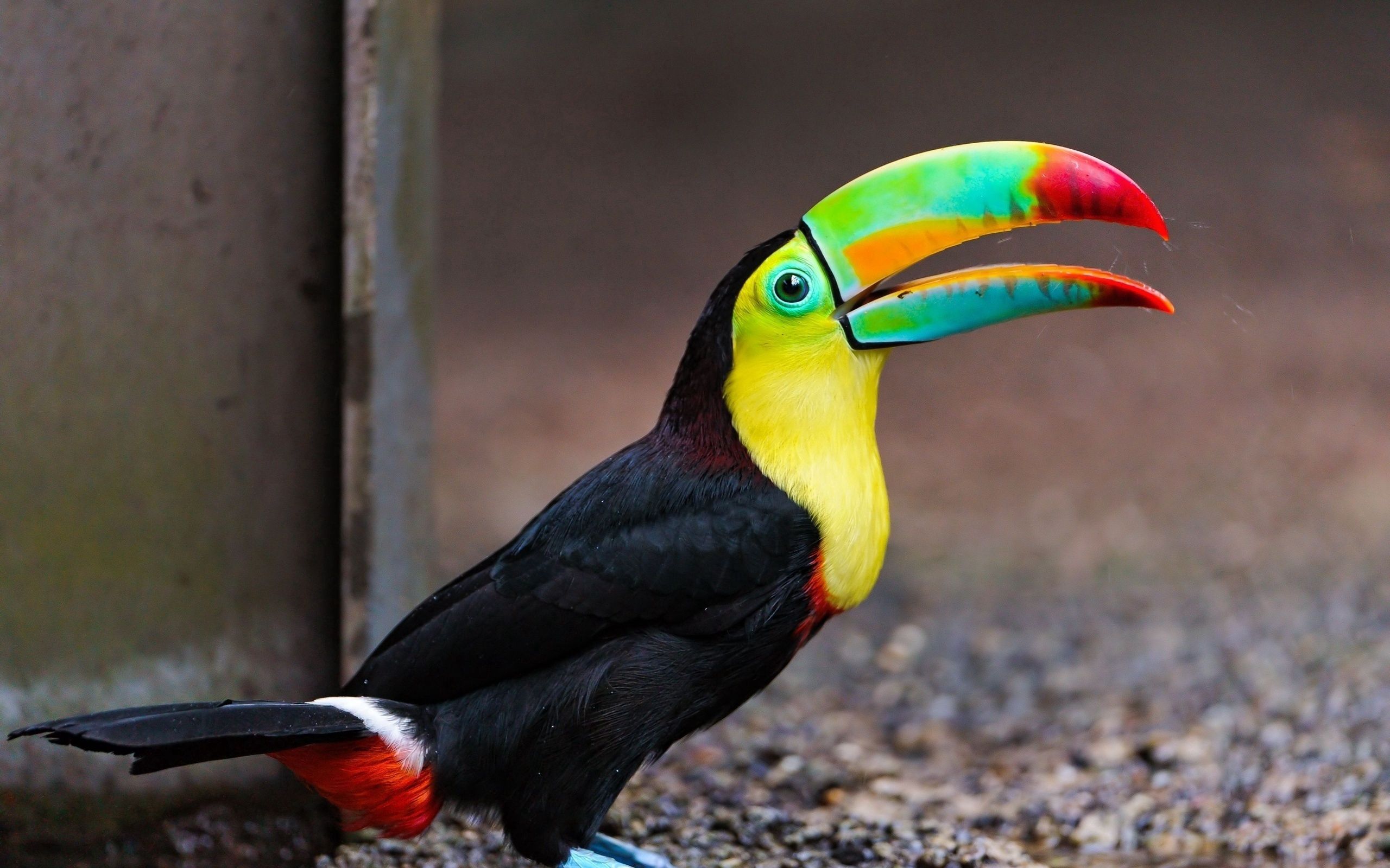 Descarga gratis la imagen Animales, Abigarrado, Color, Pájaro, Multicolor, Tucán en el escritorio de tu PC