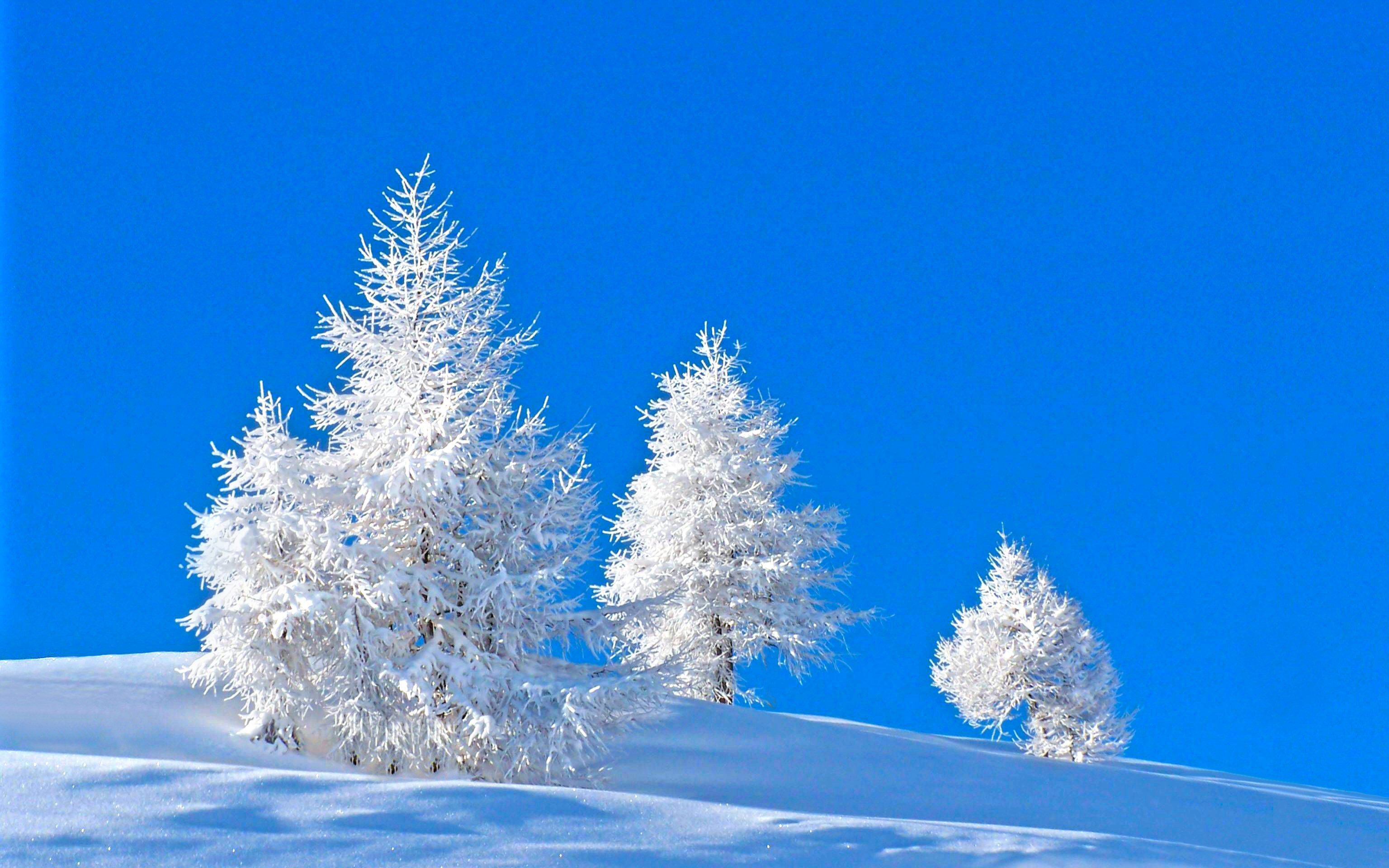 Скачать картинку Зима, Природа, Снег, Дерево, Синий, Белый, Земля/природа в телефон бесплатно.