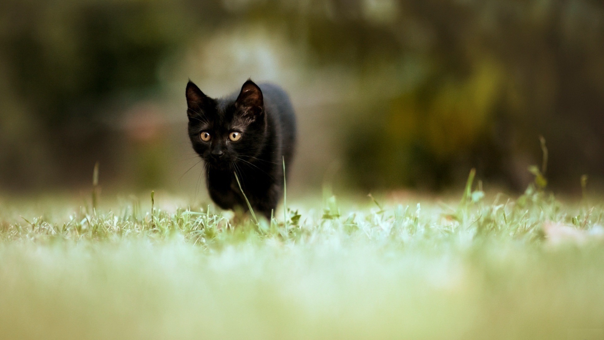 Baixe gratuitamente a imagem Animais, Gatos, Gato na área de trabalho do seu PC