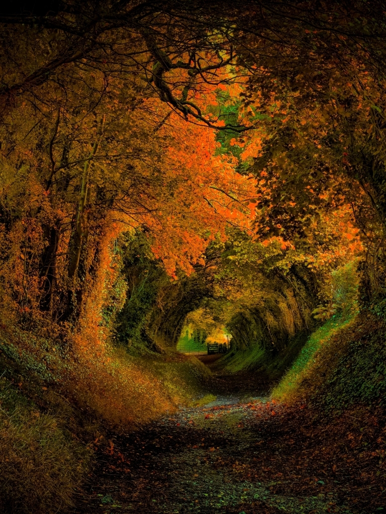 Скачать картинку Осень, Дорога, Лес, Дорожка, Падать, Туннель, Земля/природа в телефон бесплатно.