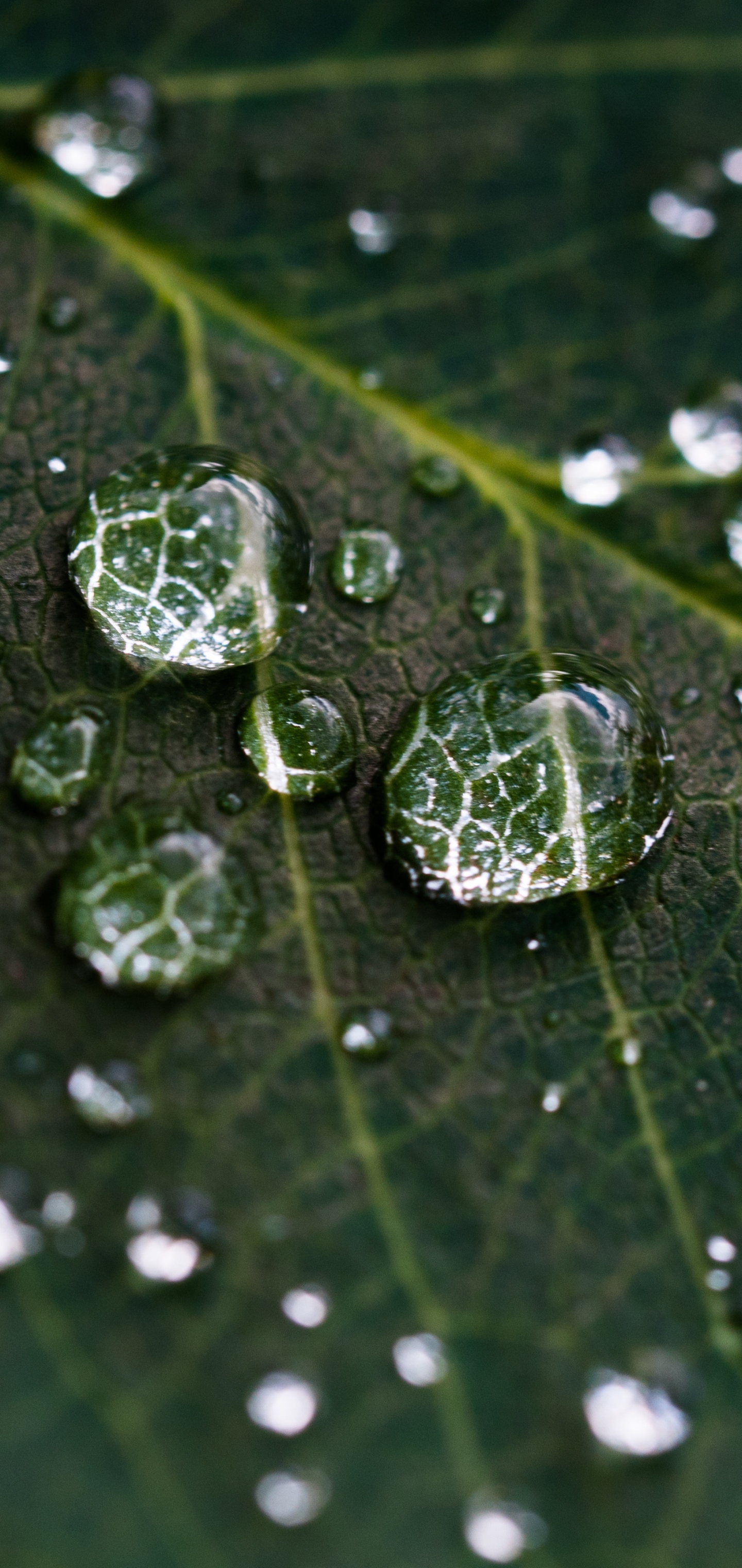 Download mobile wallpaper Macro, Leaf, Earth, Water Drop for free.