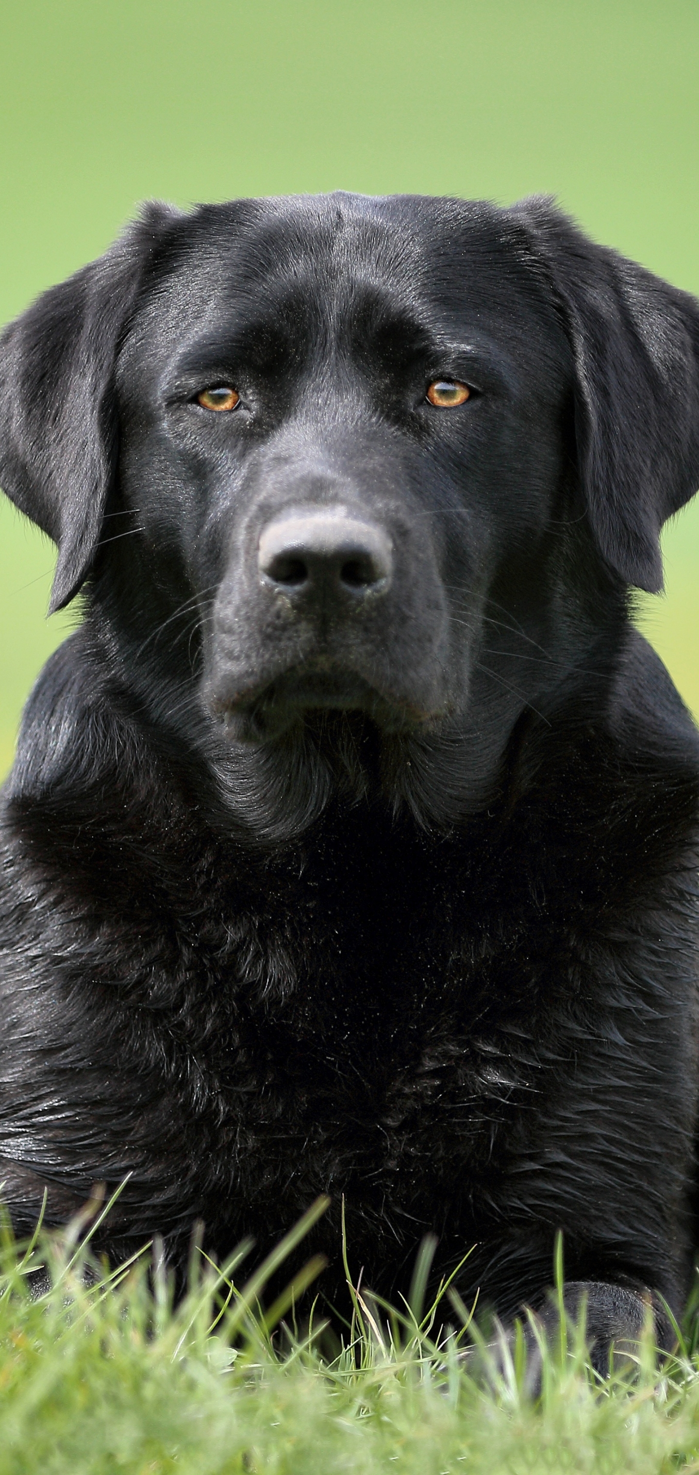 Laden Sie das Tiere, Hunde, Hund, Labrador Retriever-Bild kostenlos auf Ihren PC-Desktop herunter