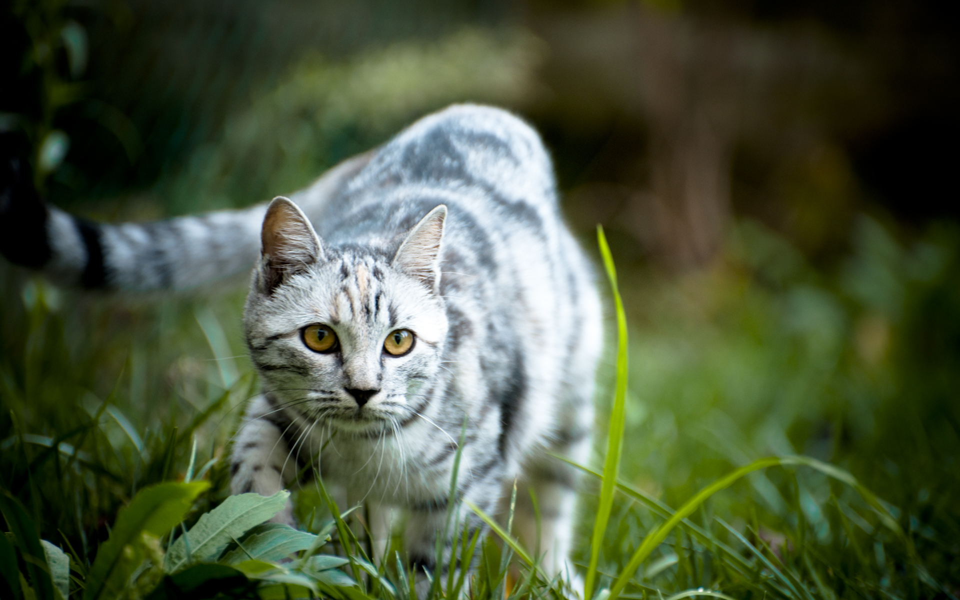 Handy-Wallpaper Tiere, Katze kostenlos herunterladen.