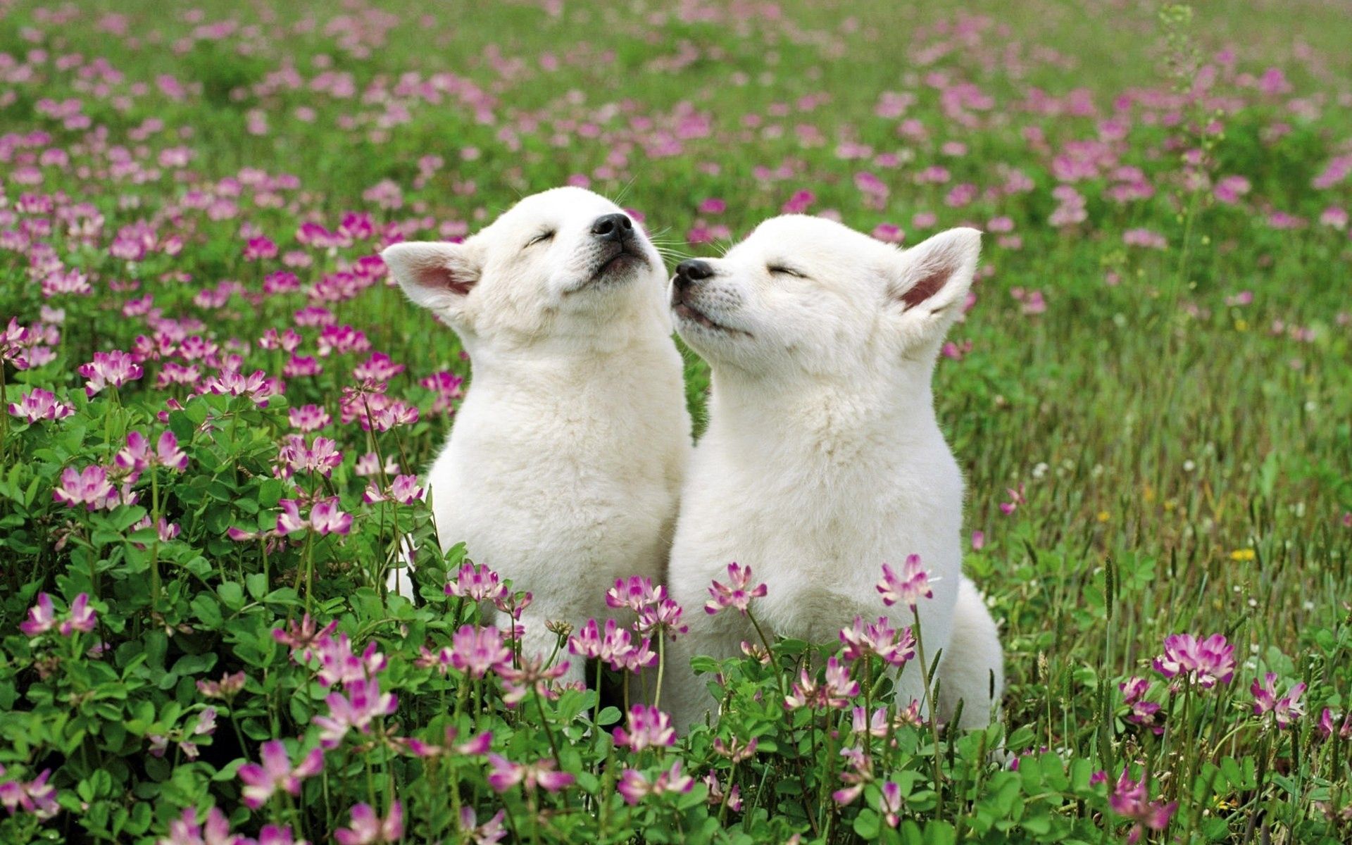 Free download wallpaper Animals, Grass, Pair, Flowers, Field, Tenderness, Couple, Dogs on your PC desktop