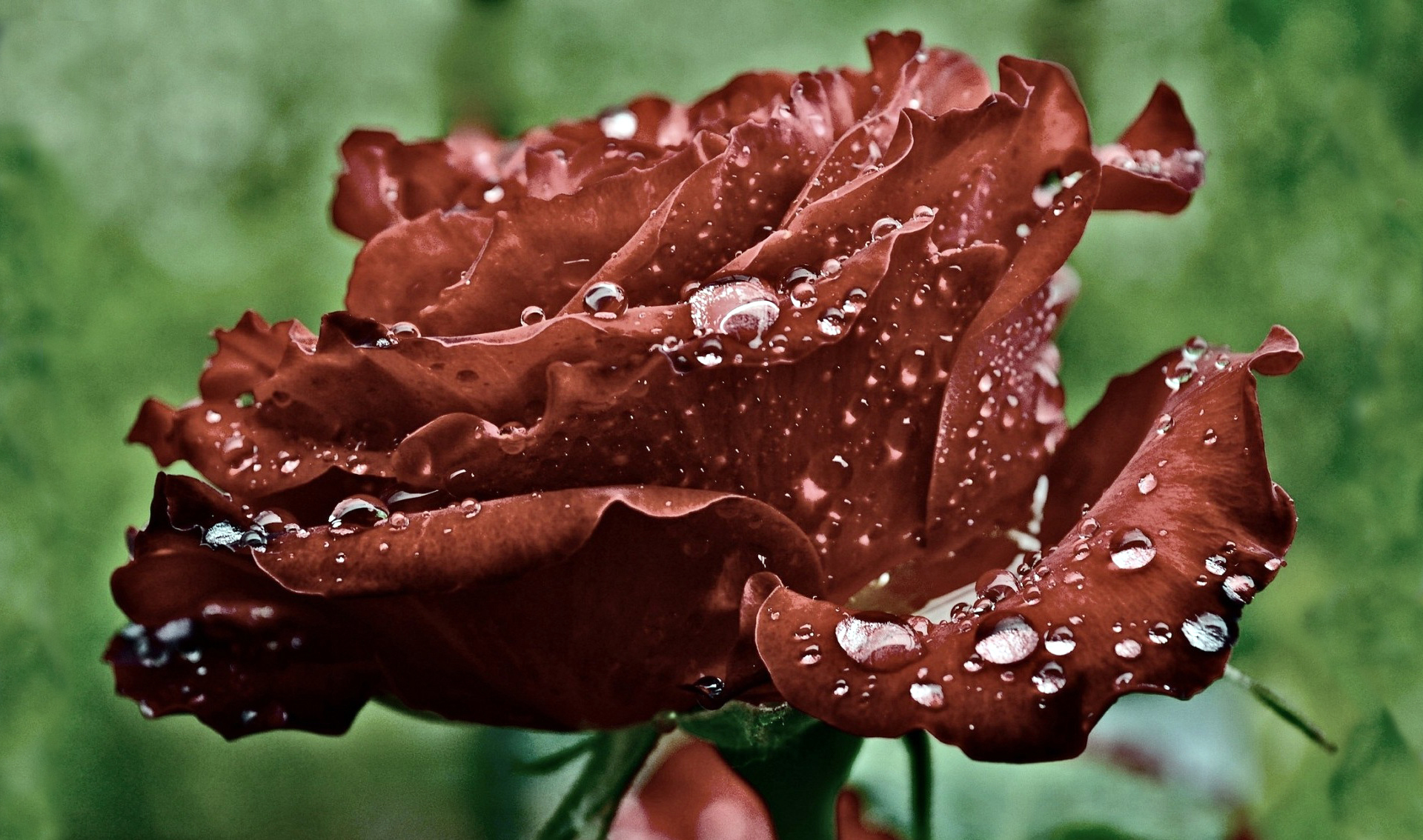 Téléchargez gratuitement l'image Fleurs, Rose, Terre/nature sur le bureau de votre PC