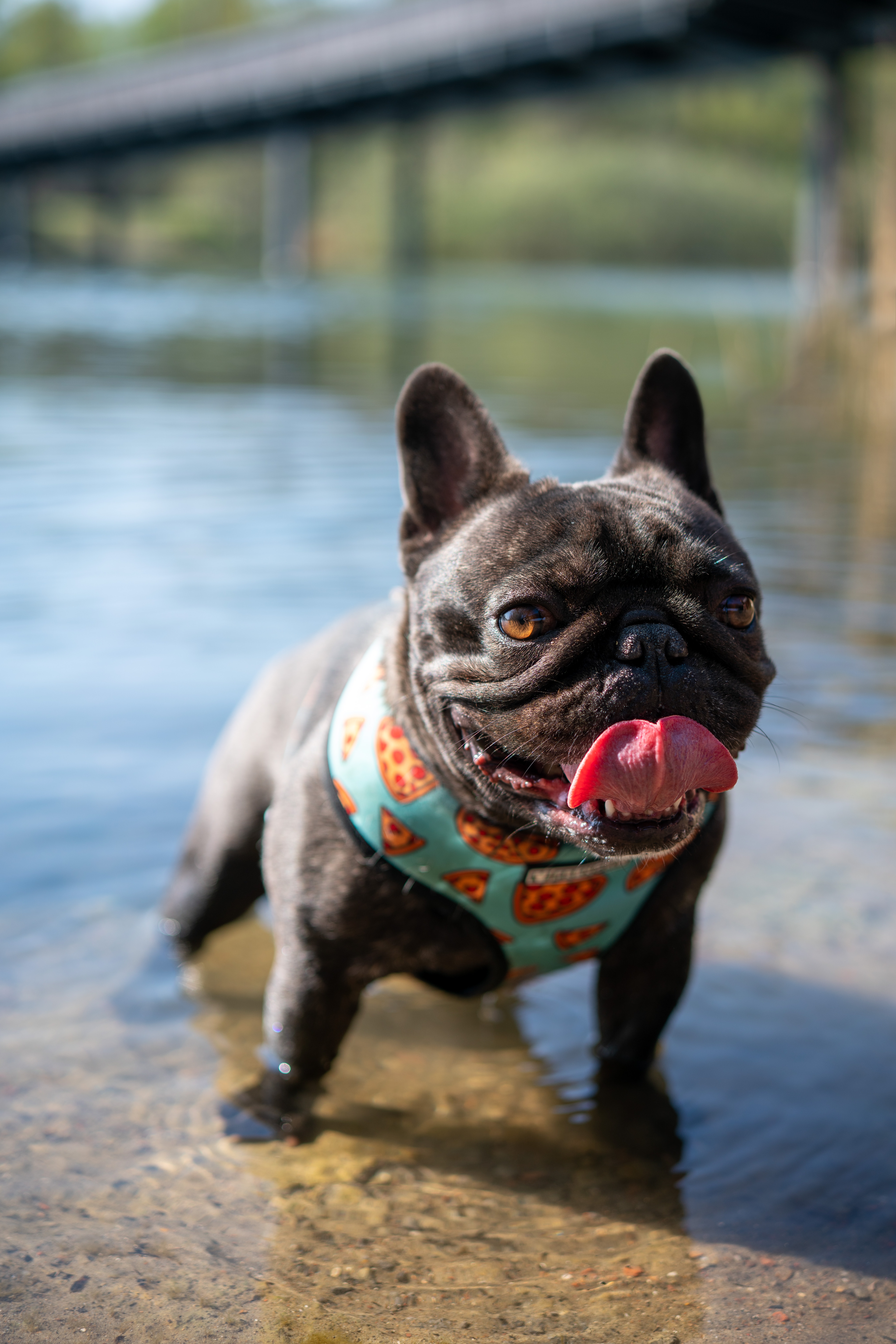 funny, animals, water, dog, protruding tongue, tongue stuck out, pug