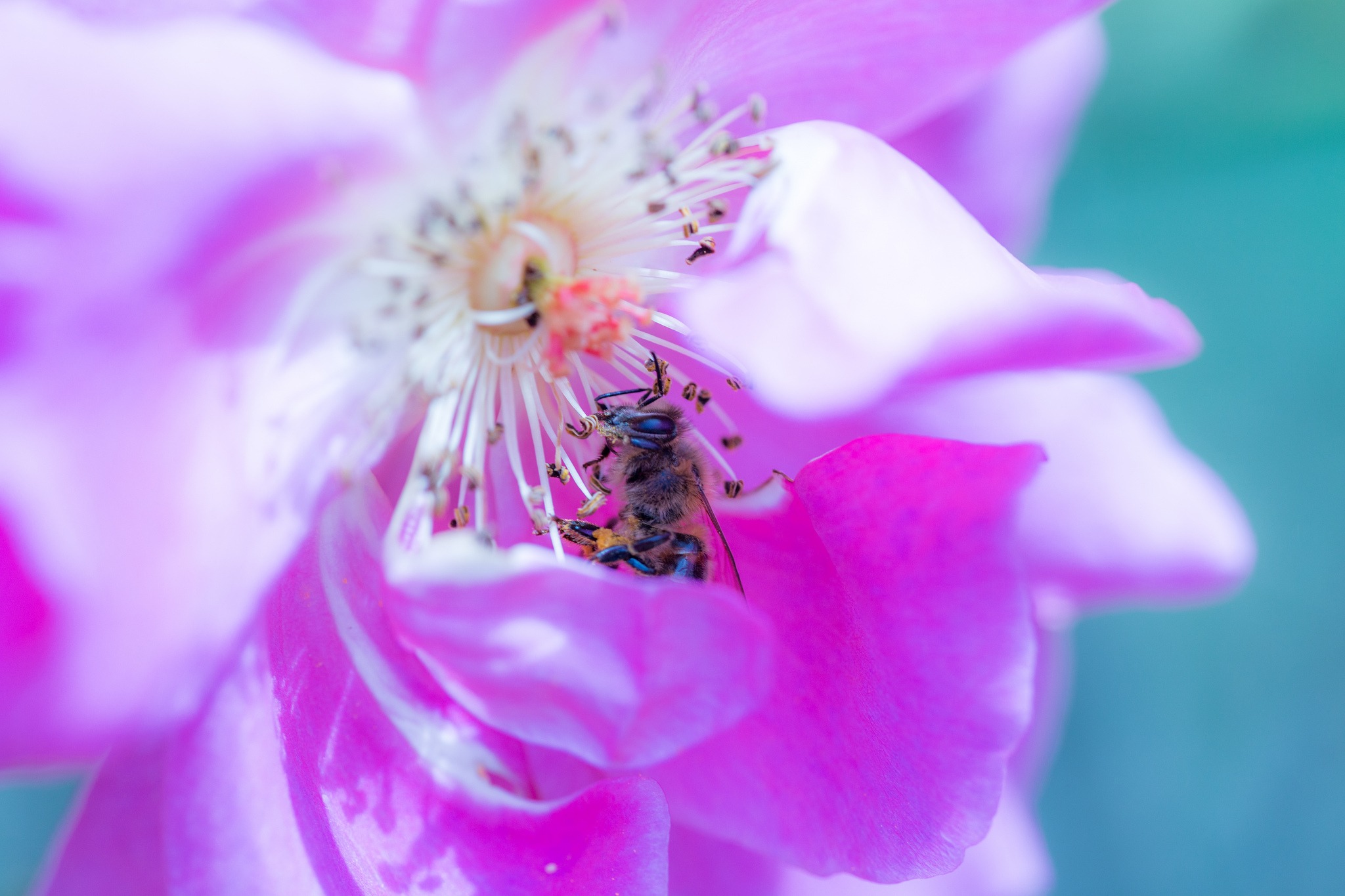 Descarga gratis la imagen Animales, Insectos, Flor, Abeja, Macrofotografía en el escritorio de tu PC