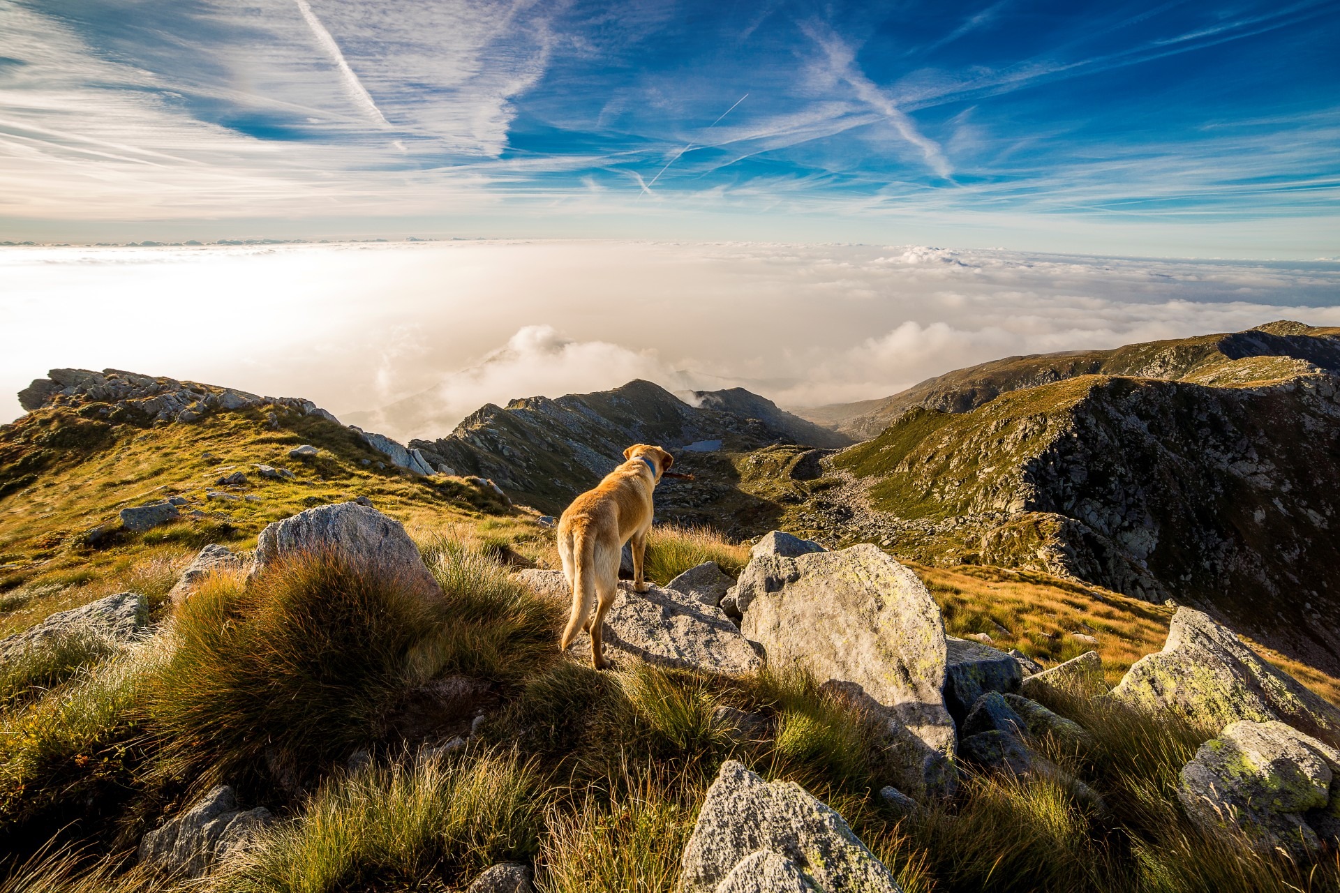 Download mobile wallpaper Dogs, Italy, Mountain, Dog, Alps, Animal, Cloud for free.