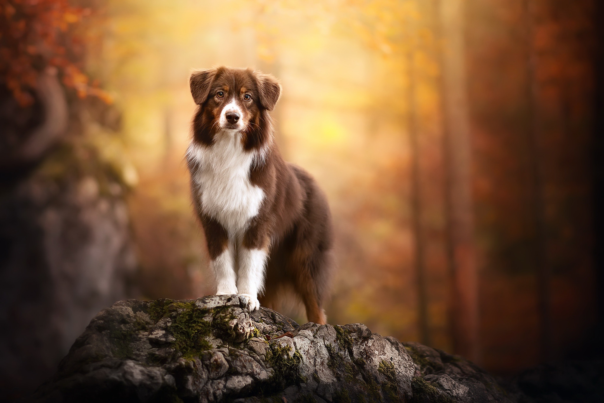 Download mobile wallpaper Dogs, Dog, Animal, Depth Of Field for free.