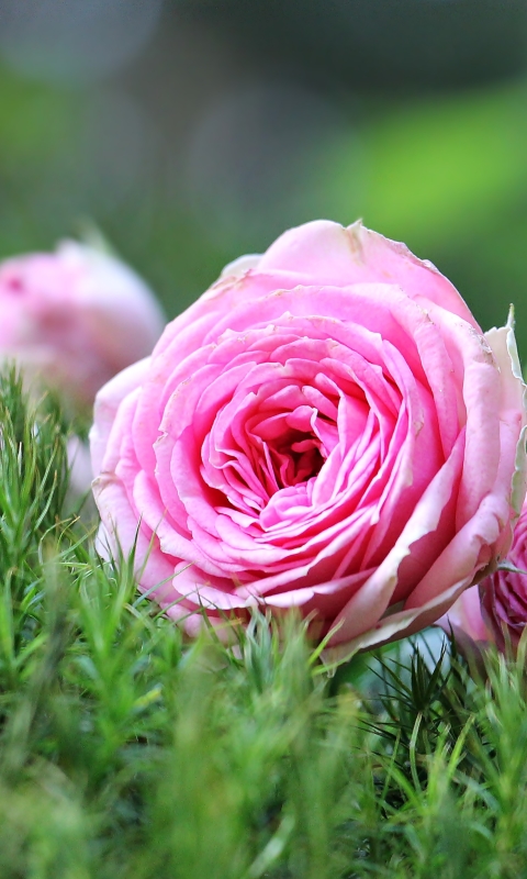 Handy-Wallpaper Natur, Blumen, Blume, Rose, Erde/natur, Pinke Blume kostenlos herunterladen.