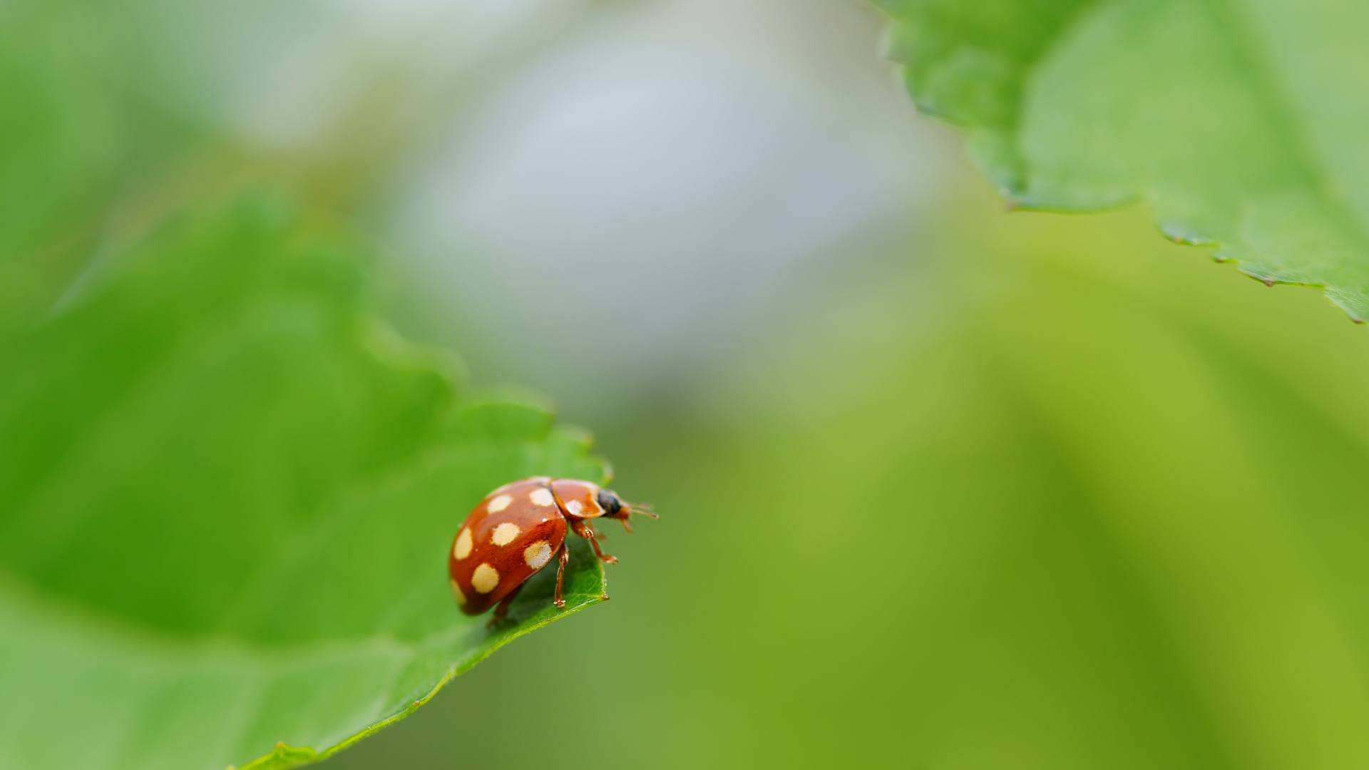 無料モバイル壁紙虫, 動物をダウンロードします。