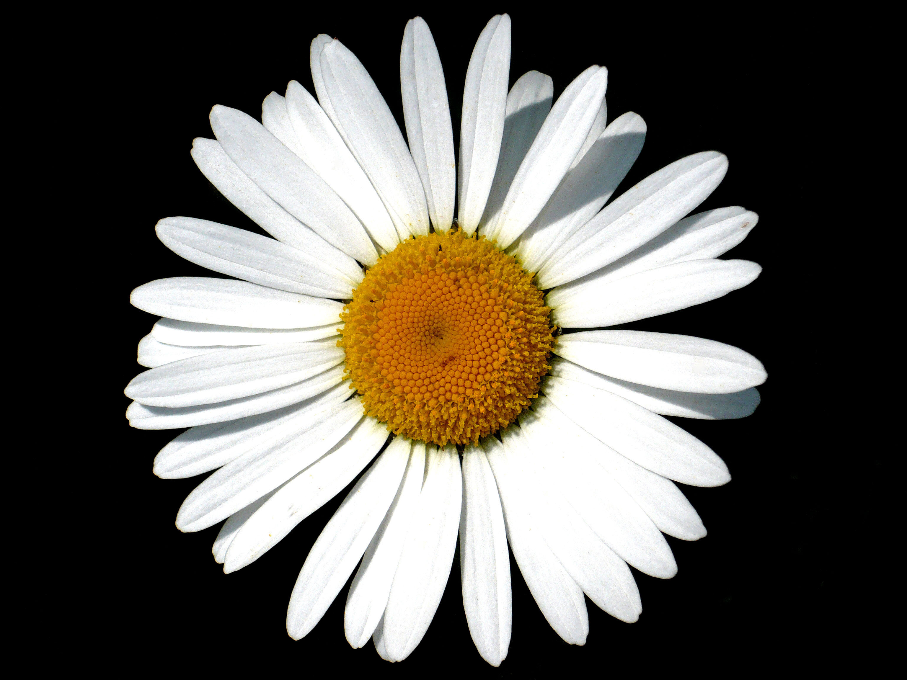 Descarga gratis la imagen Flores, Margarita, Tierra/naturaleza en el escritorio de tu PC