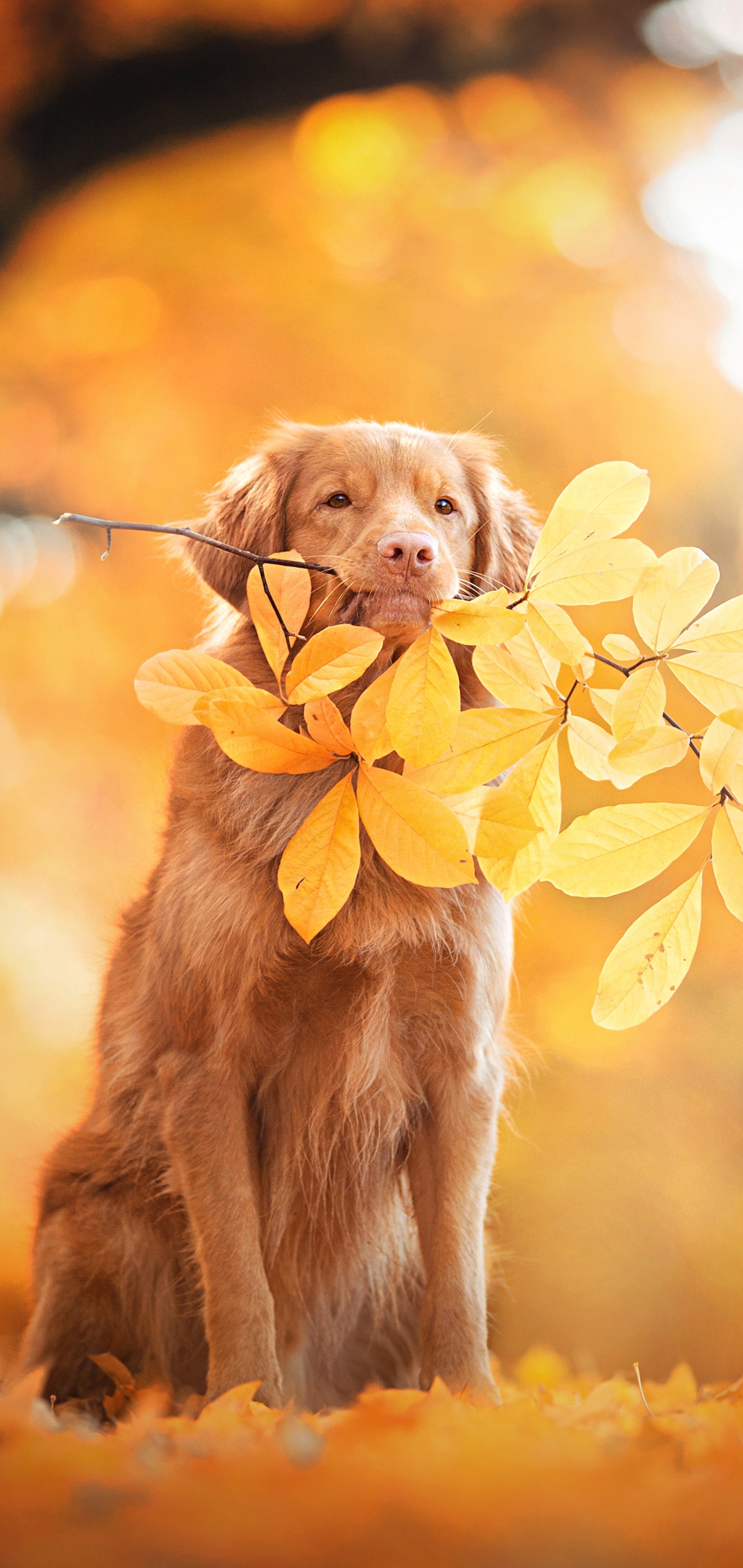 Handy-Wallpaper Tiere, Hunde, Herbst, Hund, Blatt, Bokeh, Nova Scotia Duck Tolling Retriever kostenlos herunterladen.