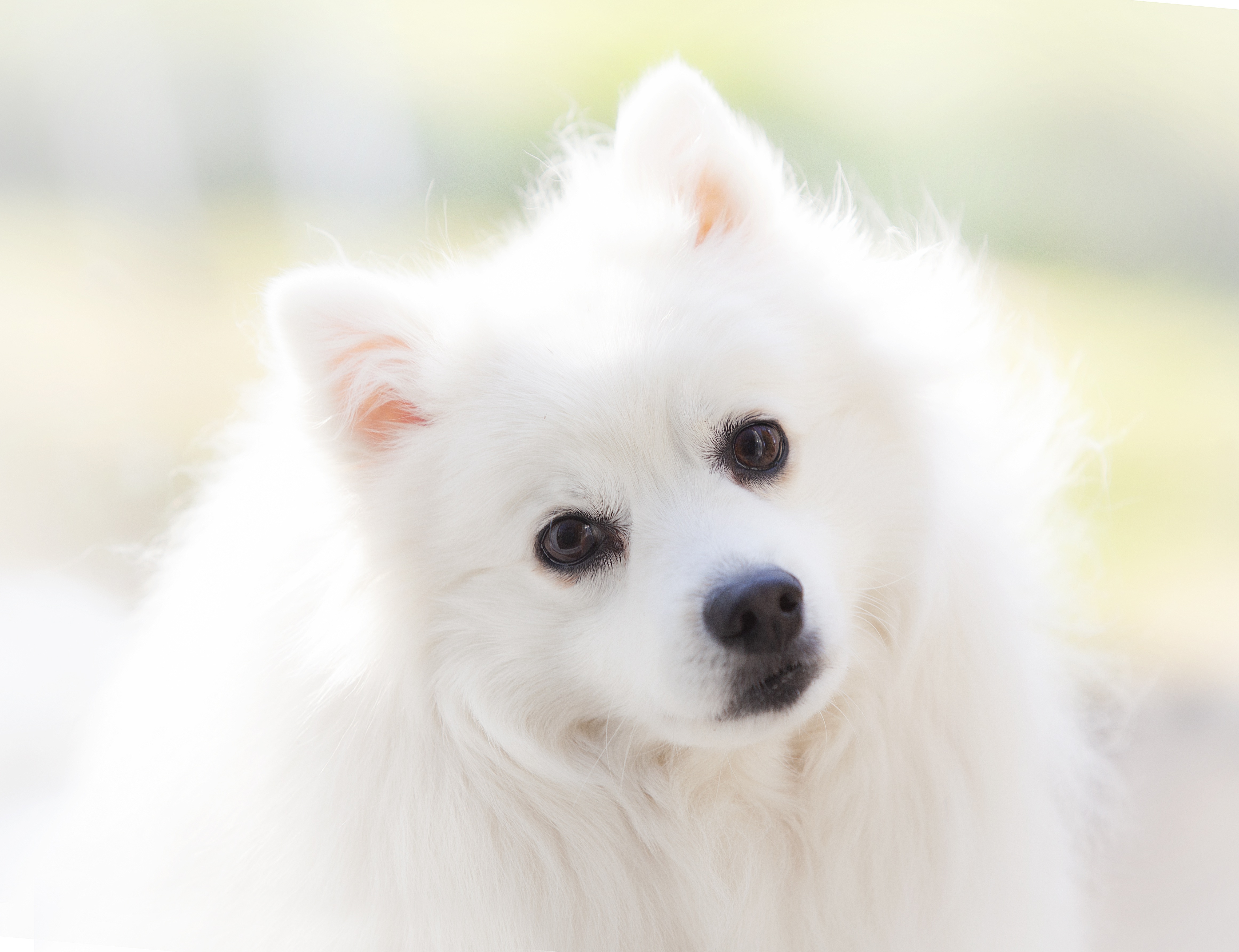 Download mobile wallpaper Dogs, Dog, Animal, Spitz for free.
