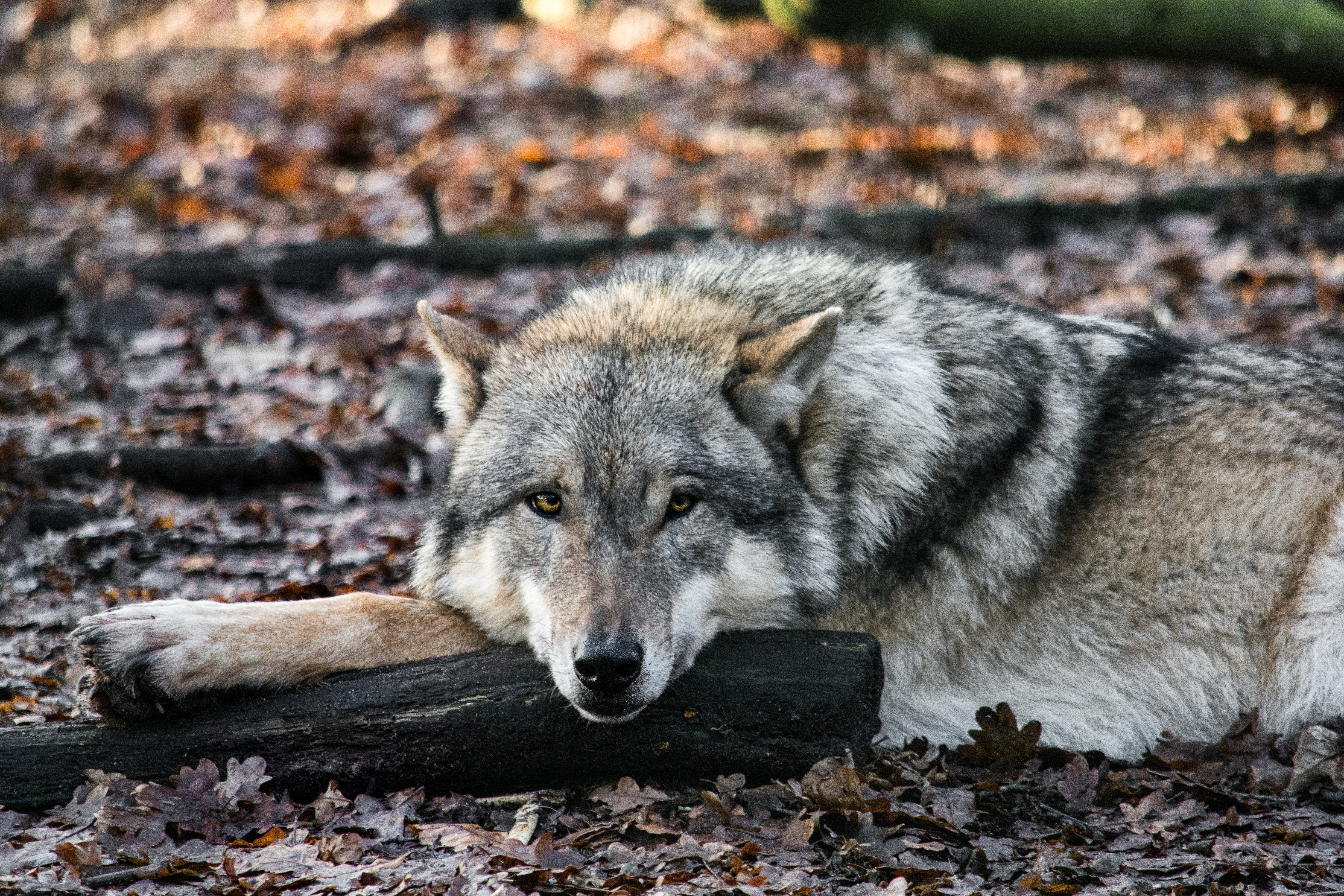 Download mobile wallpaper Wolf, Animal, Lying Down, Wolves for free.