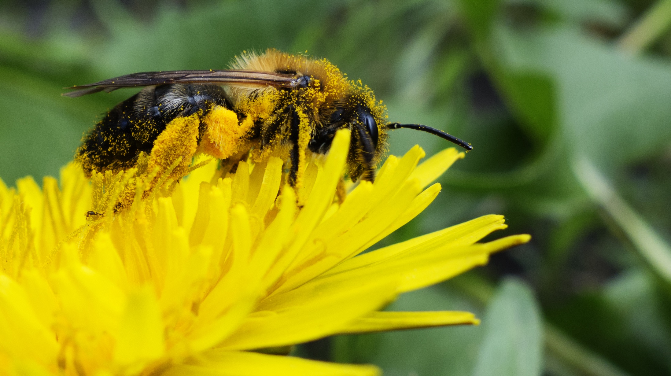 Free download wallpaper Macro, Bee, Pollen, Pollination, Nectar, Flower on your PC desktop