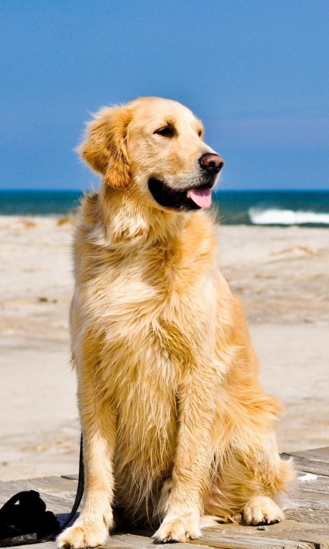 Handy-Wallpaper Tiere, Hunde, Hund, Golden Retriever kostenlos herunterladen.