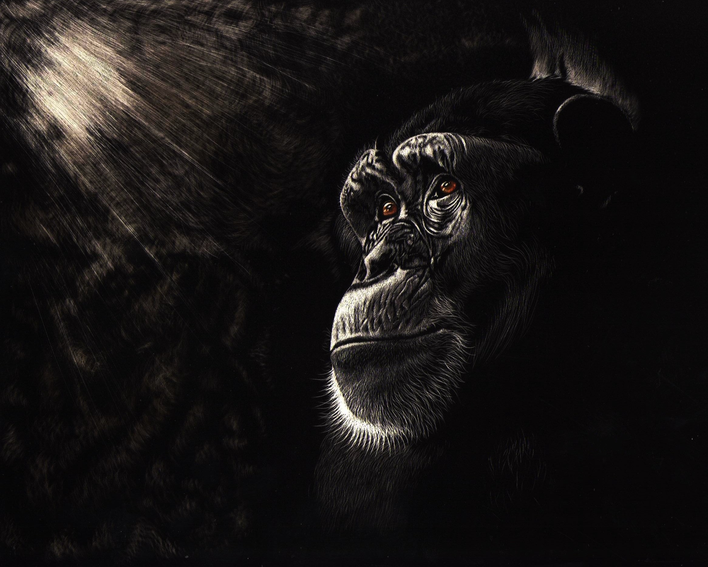 PCデスクトップに動物, サル, 猿, 霊長類, チンパンジー画像を無料でダウンロード