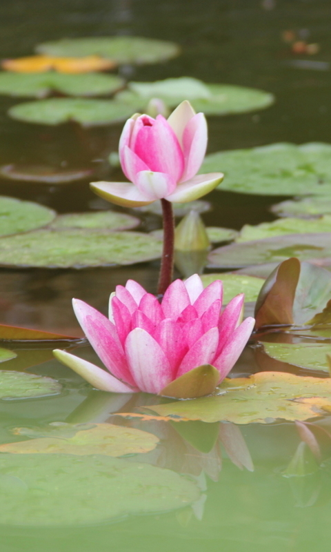 Handy-Wallpaper Blumen, Lotus, Erde/natur kostenlos herunterladen.