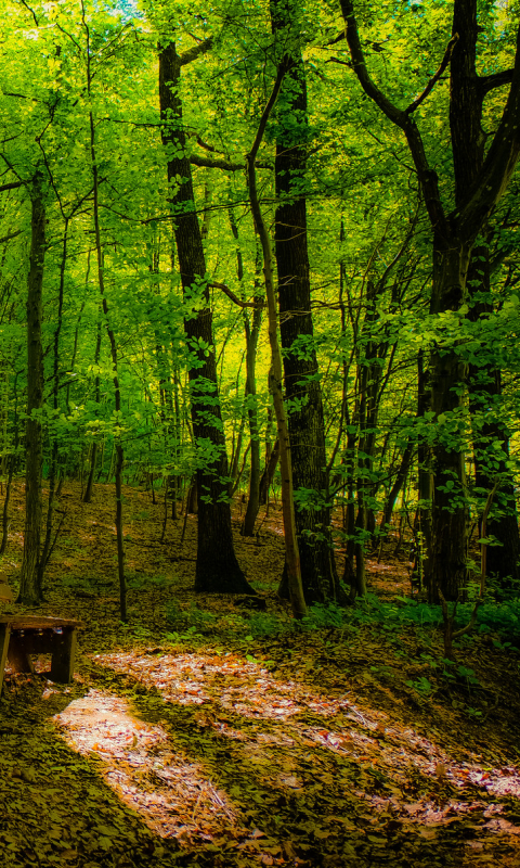 Скачать картинку Лес, Земля, Зеленый, Скамейка, Скамья, Земля/природа в телефон бесплатно.