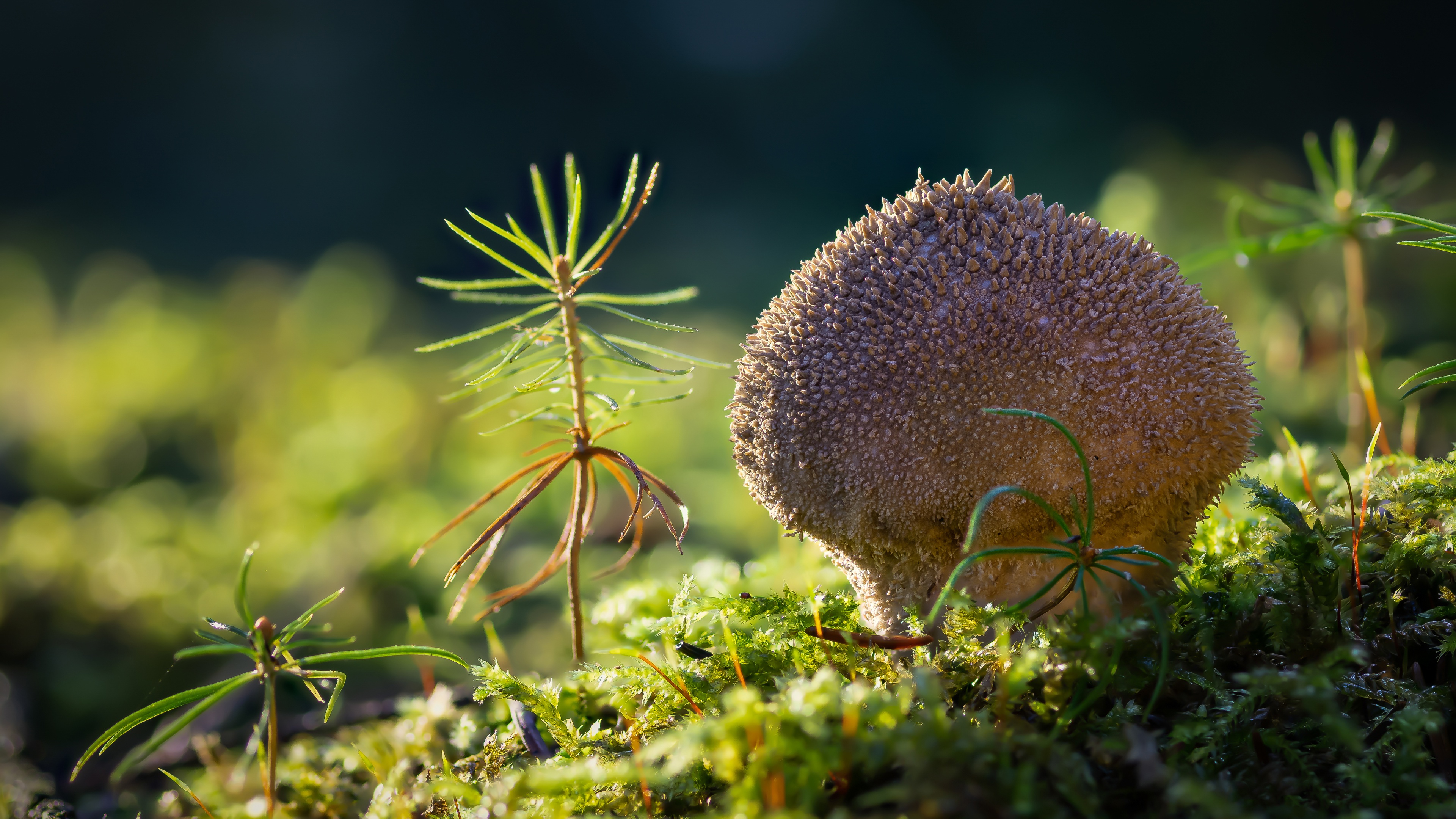 Handy-Wallpaper Pilz, Moos, Erde/natur kostenlos herunterladen.