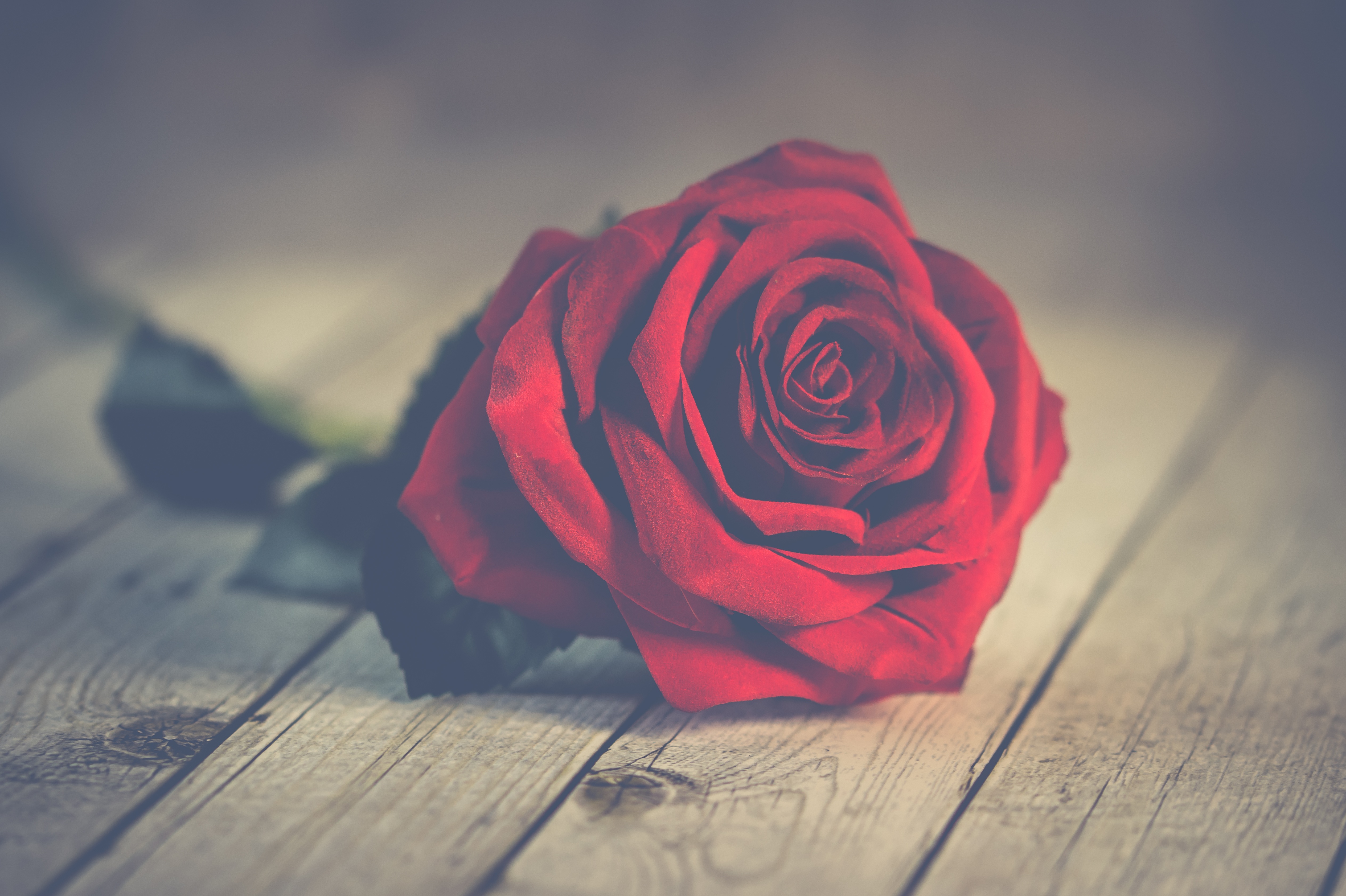 Free download wallpaper Flowers, Rose, Earth, Red Rose on your PC desktop