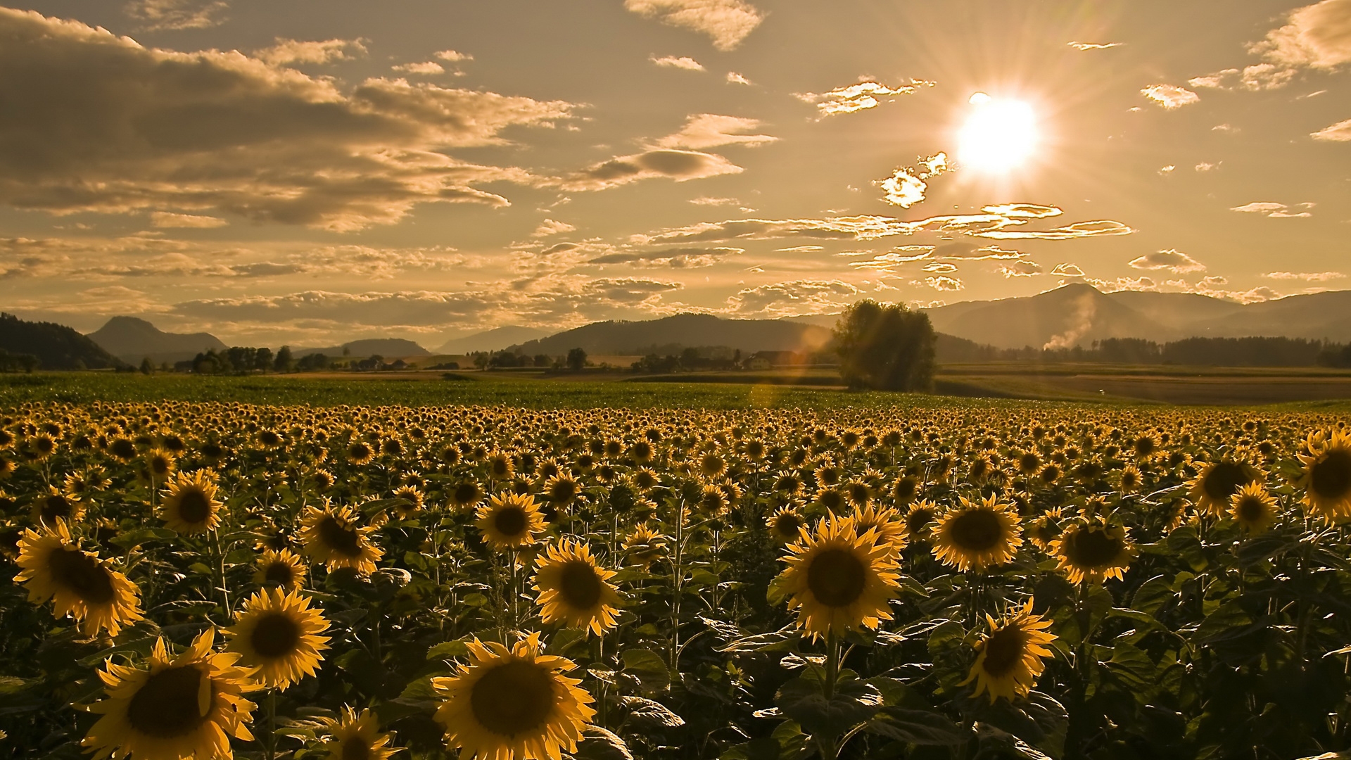 35741 Bild herunterladen landschaft, felder, sonnenblumen - Hintergrundbilder und Bildschirmschoner kostenlos