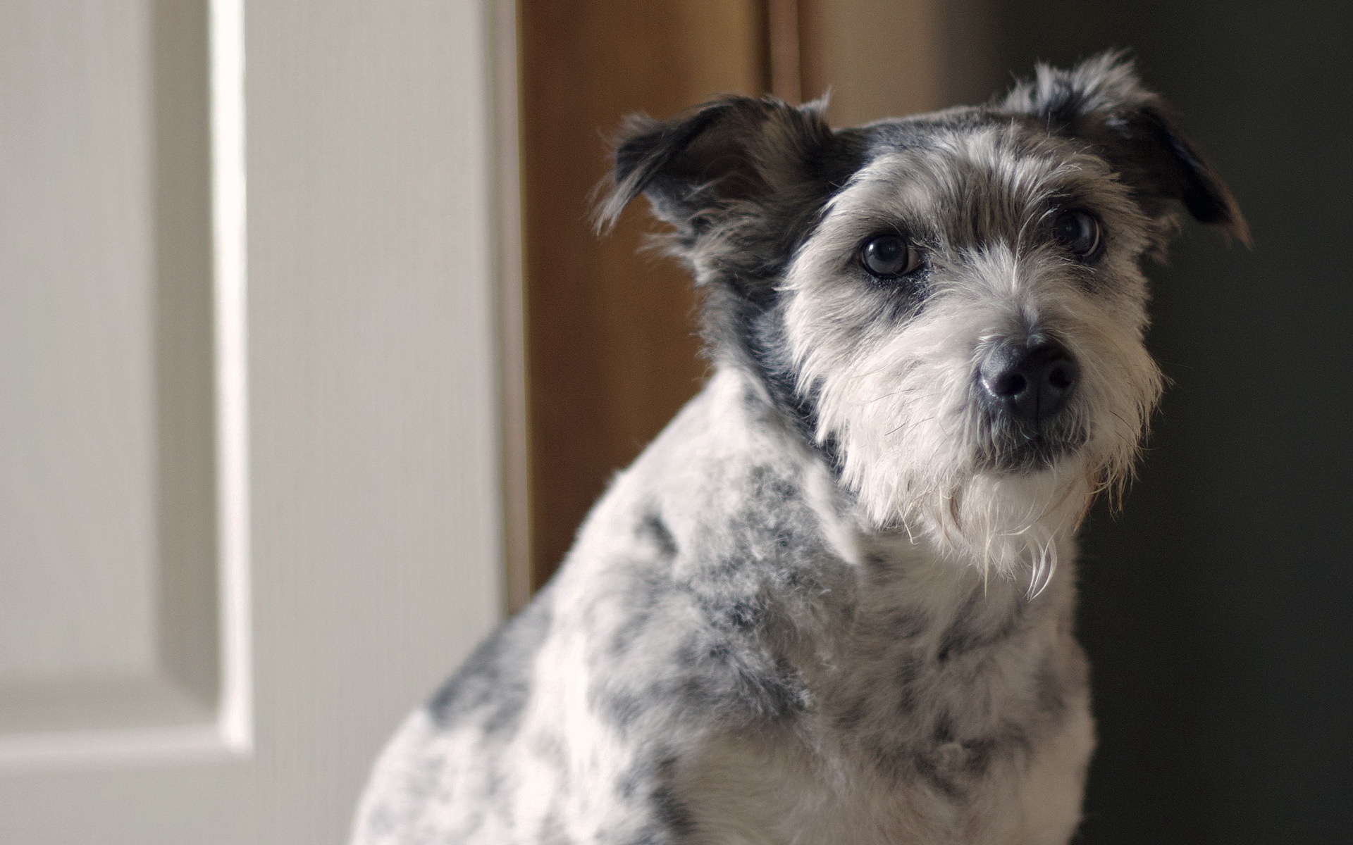 無料モバイル壁紙動物, 犬をダウンロードします。