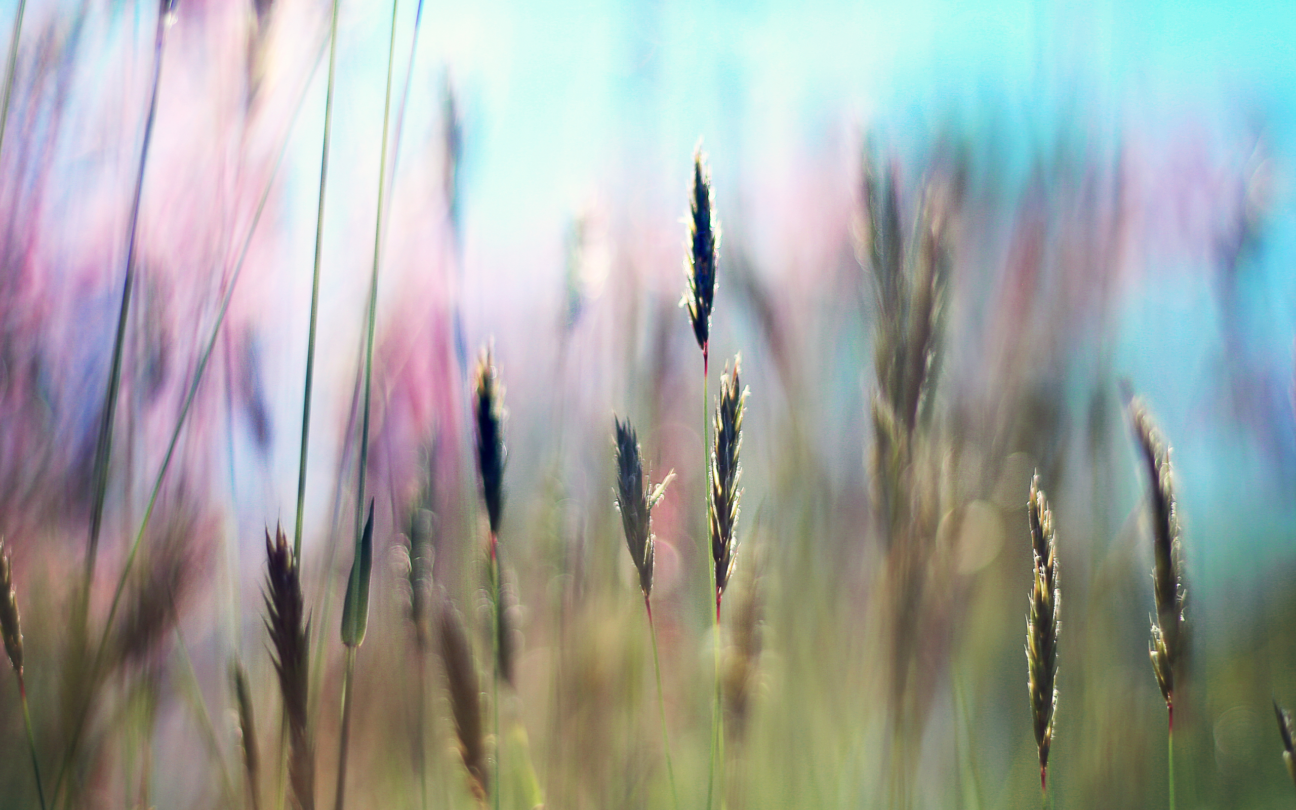 Descarga gratis la imagen Hierba, Tierra/naturaleza en el escritorio de tu PC