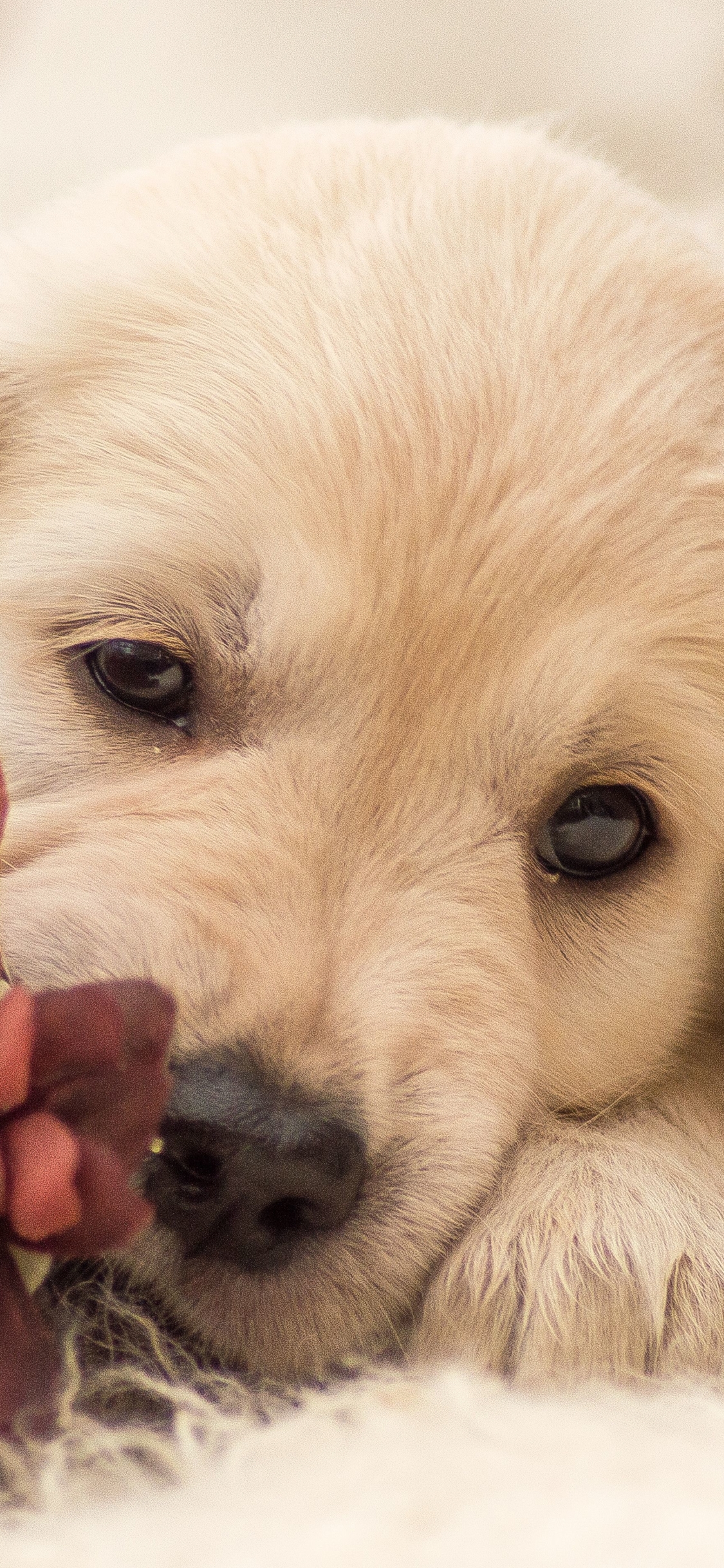 Baixar papel de parede para celular de Animais, Cães, Flor, Cão, Golden Retriever gratuito.