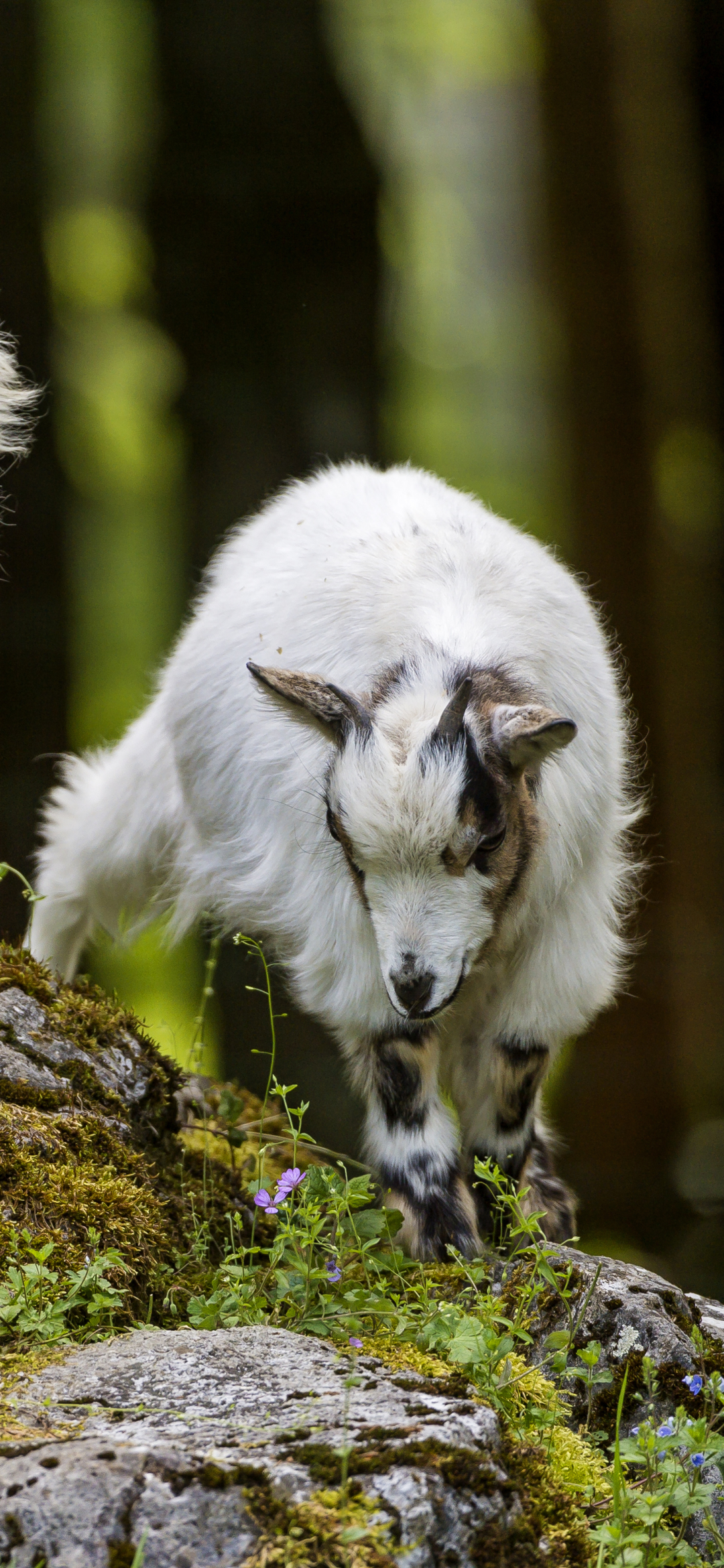 Download mobile wallpaper Animal, Goat, Baby Animal for free.
