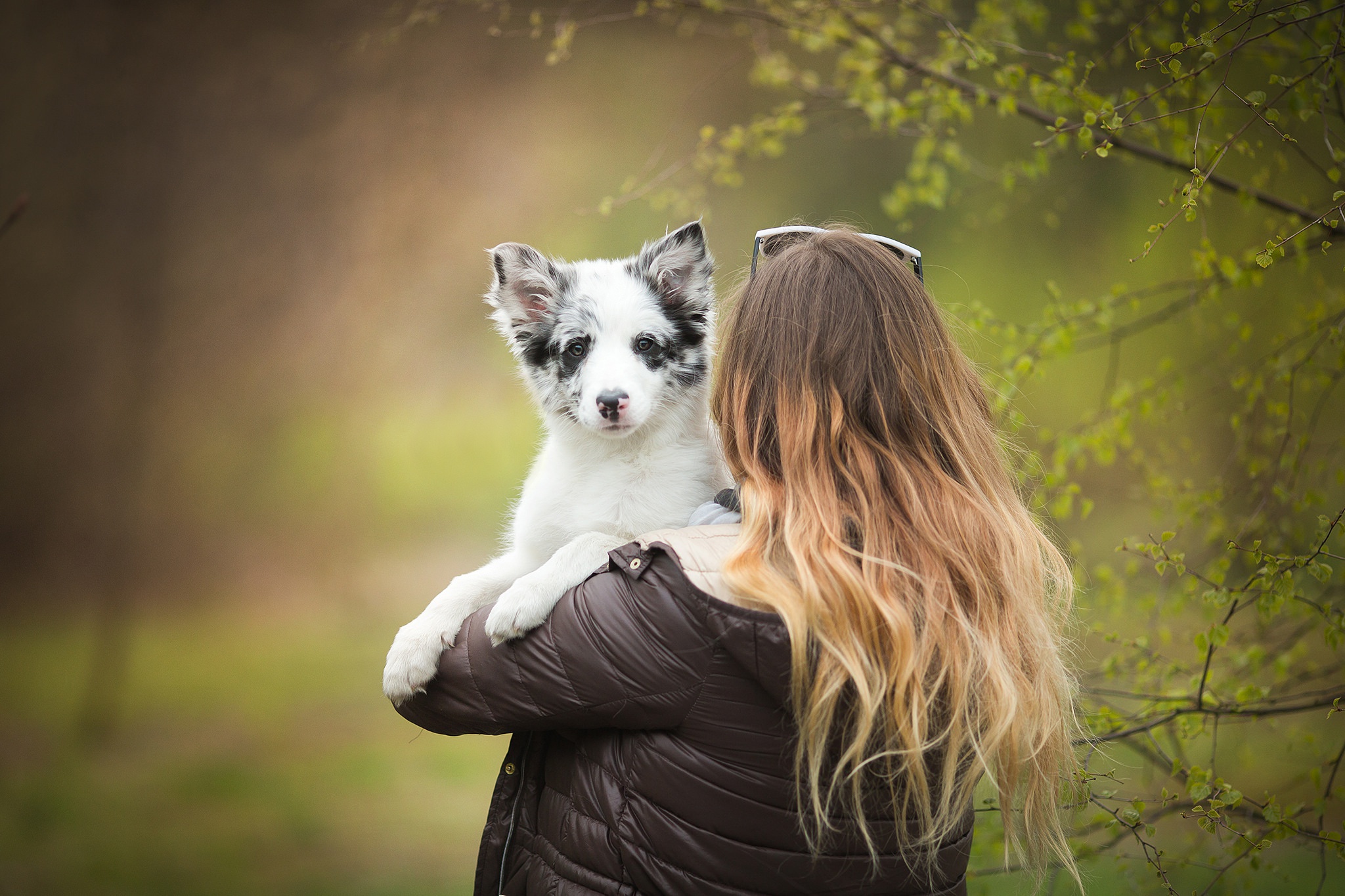 Baixar papel de parede para celular de Cão, Cabelo, Border Collie, Mulheres, Filhote, Ânimo gratuito.