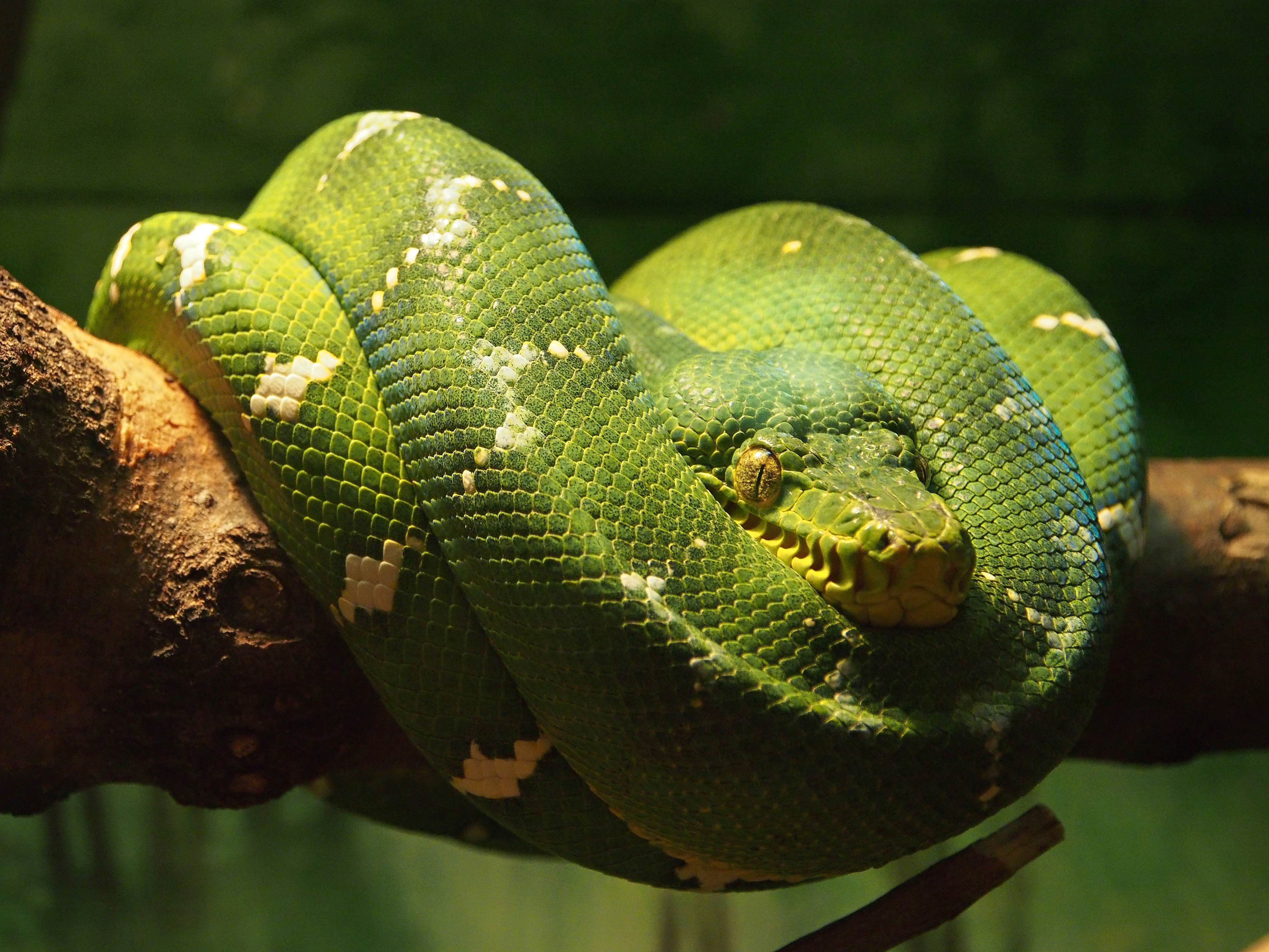 896093 descargar imagen boa de árbol esmeralda, animales, reptil, serpiente: fondos de pantalla y protectores de pantalla gratis