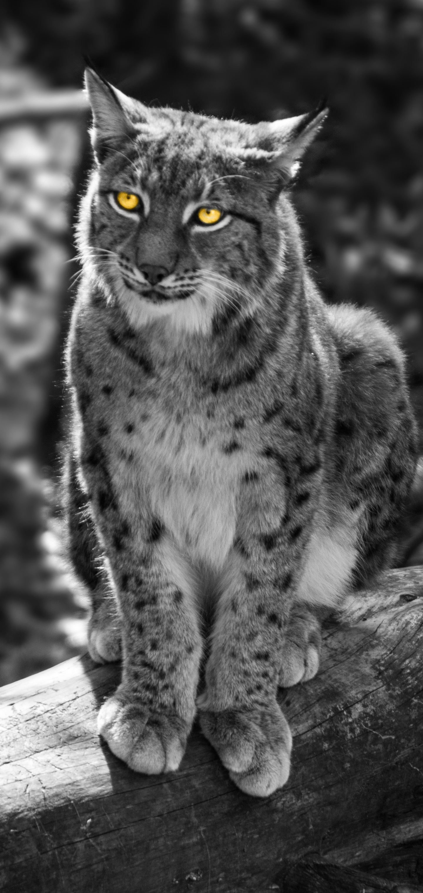 Free download wallpaper Cats, Animal, Bokeh, Lynx, Selective Color on your PC desktop