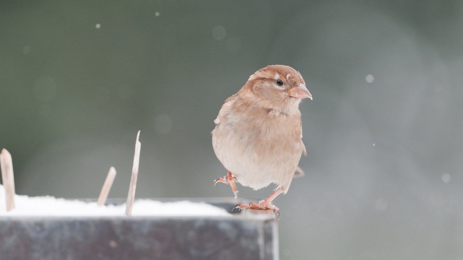 Free download wallpaper Snow, Sparrow, Blur, Smooth, Animals, Bird on your PC desktop