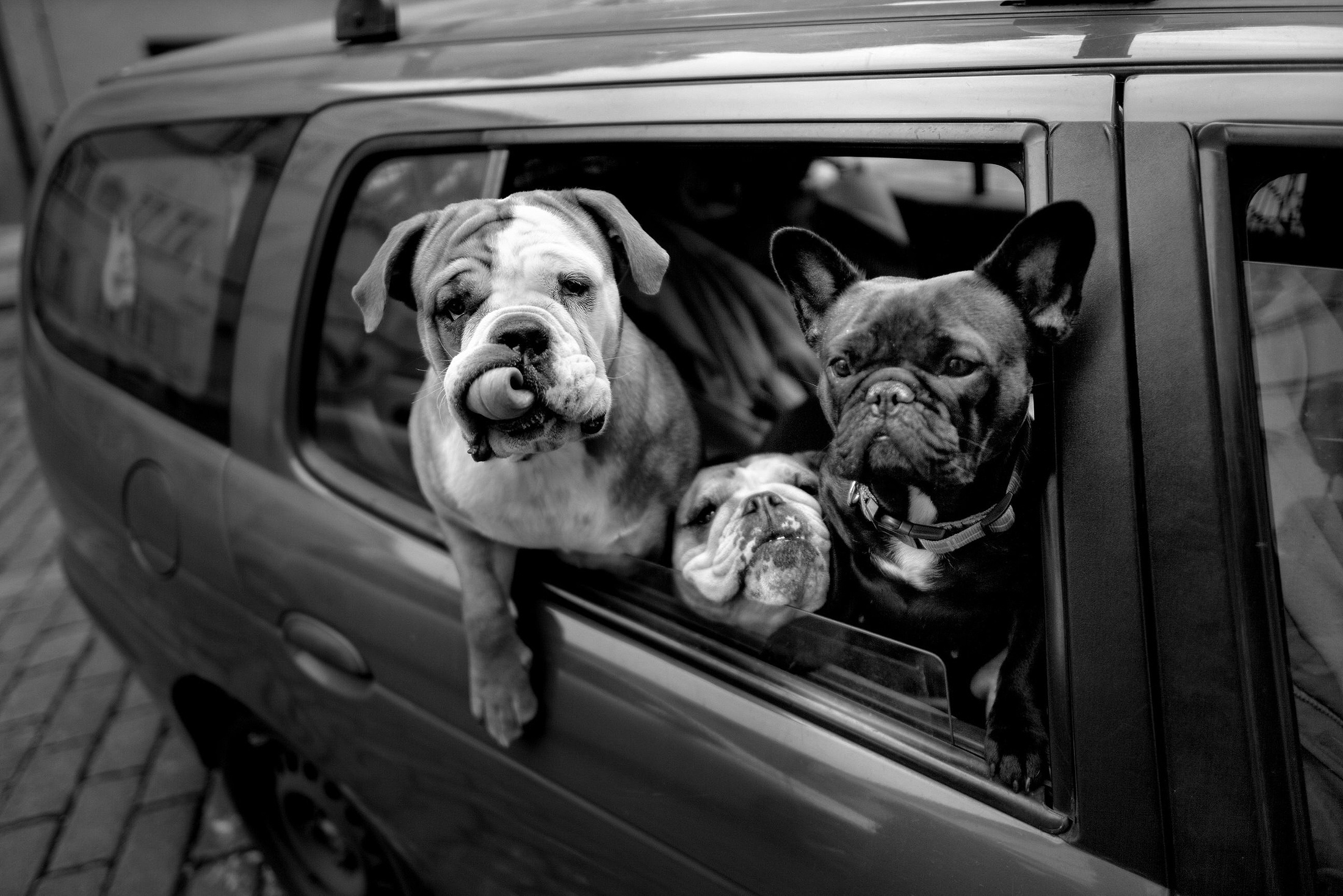 Laden Sie das Tiere, Hunde, Hund, Schwarz Weiß, Französisch Bulldogge-Bild kostenlos auf Ihren PC-Desktop herunter
