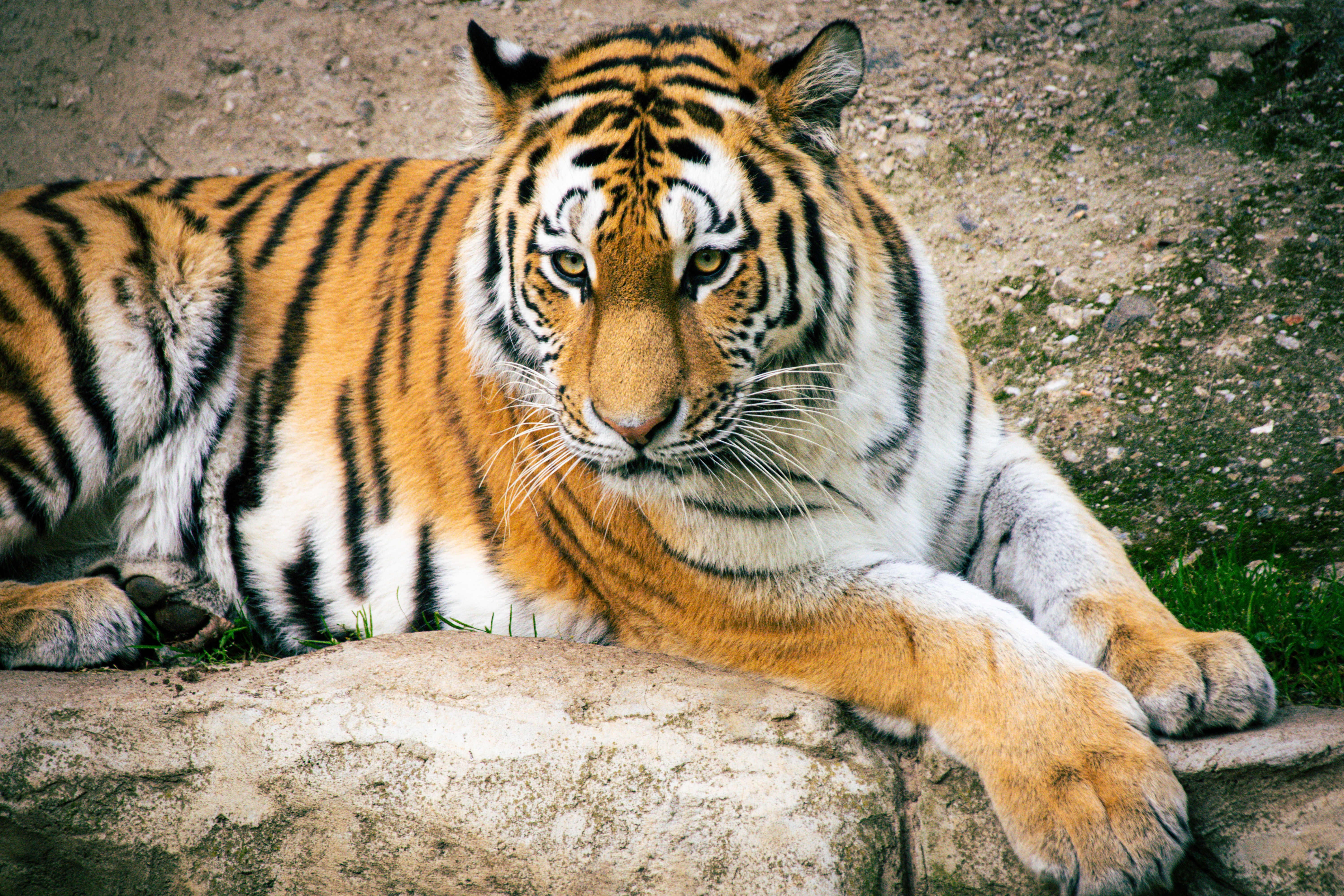 56028 скачать обои полосатый, тигр, хищник, животные, большая кошка - заставки и картинки бесплатно