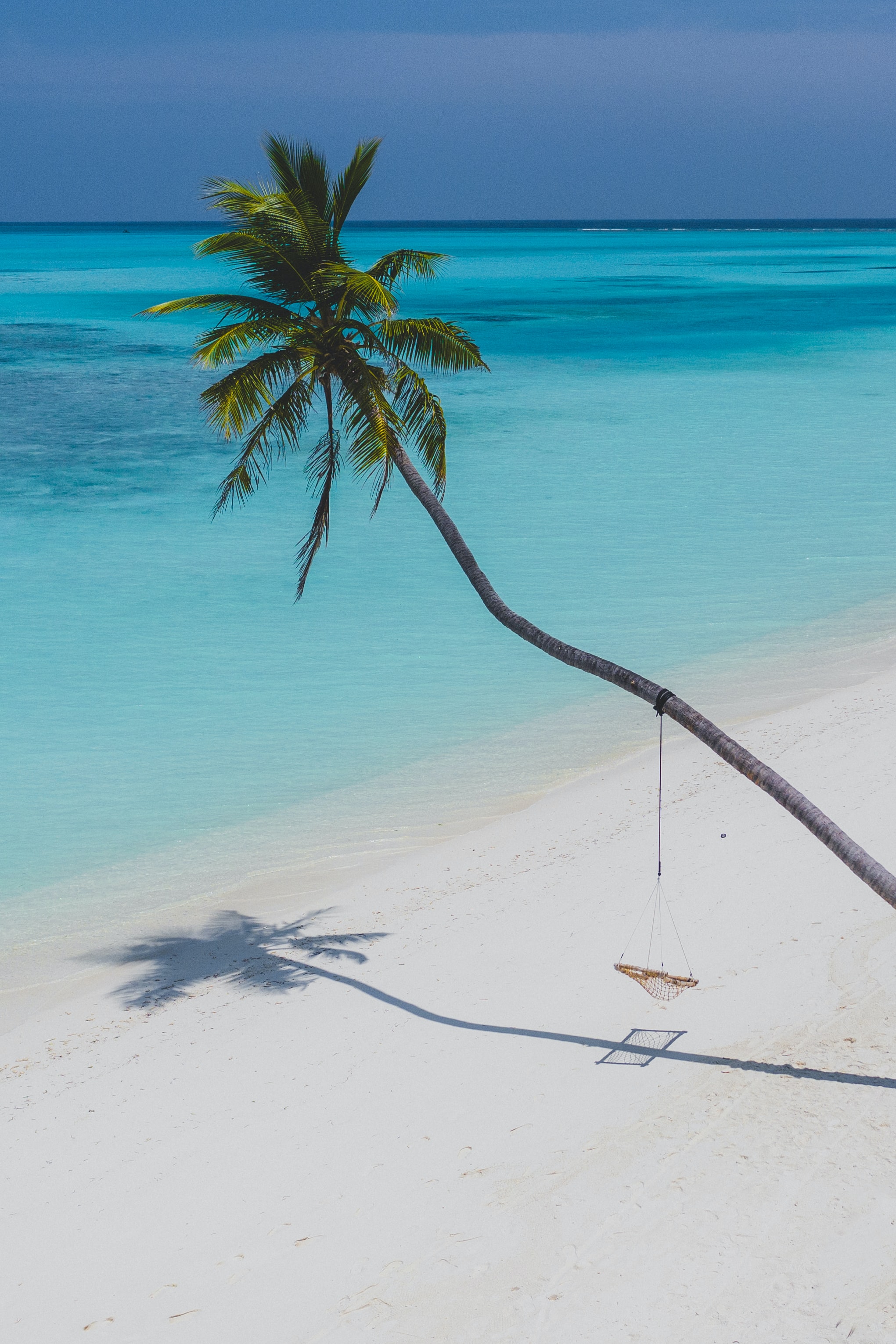 beach, palm, nature, relaxation, rest HD wallpaper