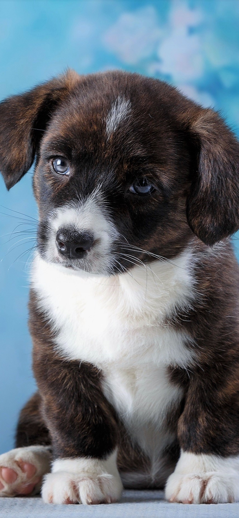 Baixar papel de parede para celular de Animais, Cães, Cão, Olhos Azuis, Animal Bebê, Filhote gratuito.