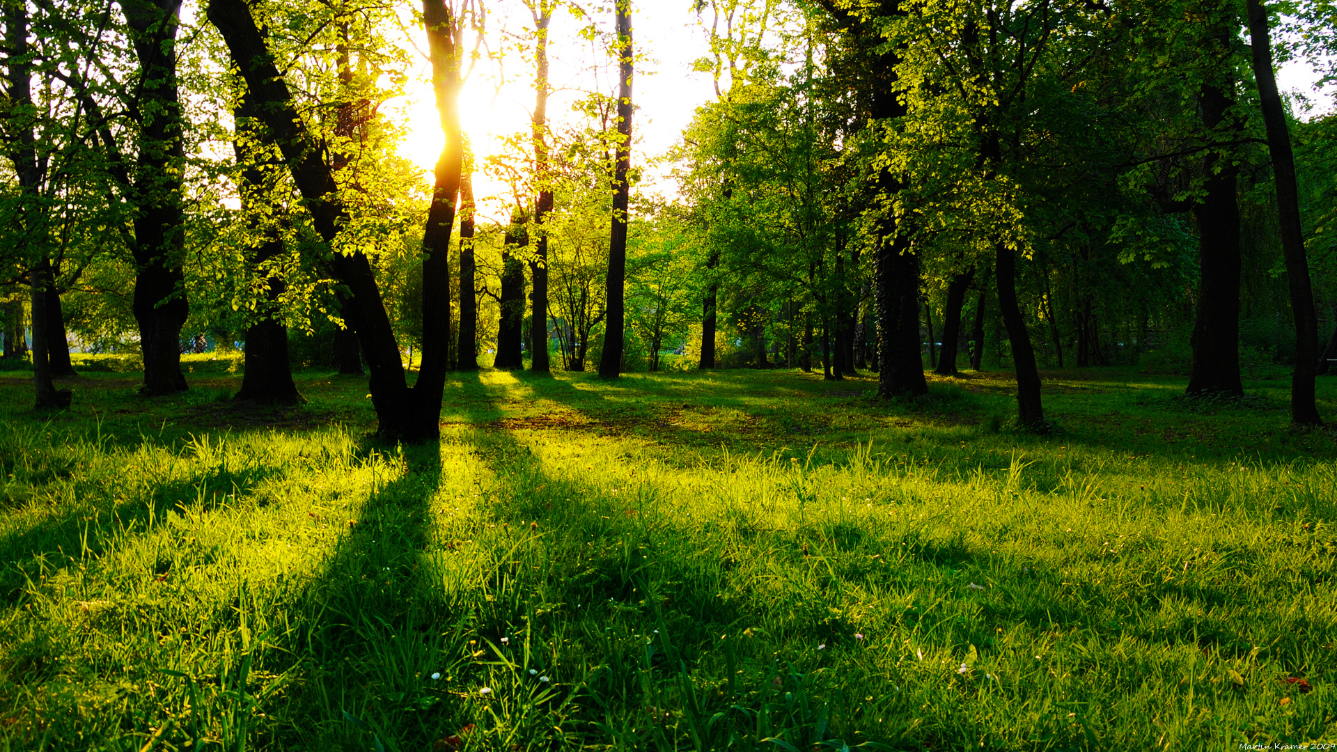 Téléchargez gratuitement l'image Automne, Forêt, Arbre, Soleil, Terre/nature sur le bureau de votre PC