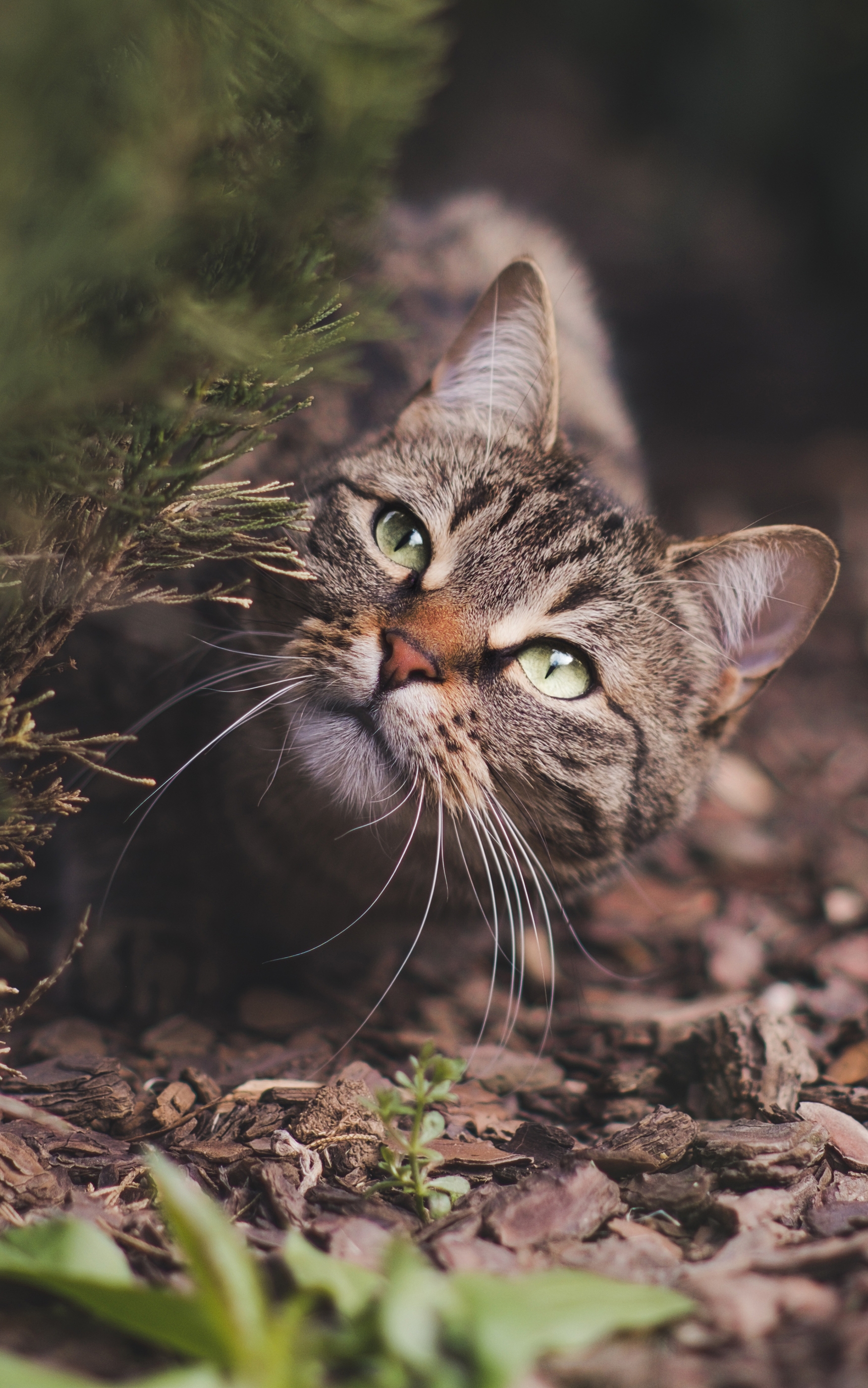 Baixar papel de parede para celular de Gato, Gatos, Animais gratuito.