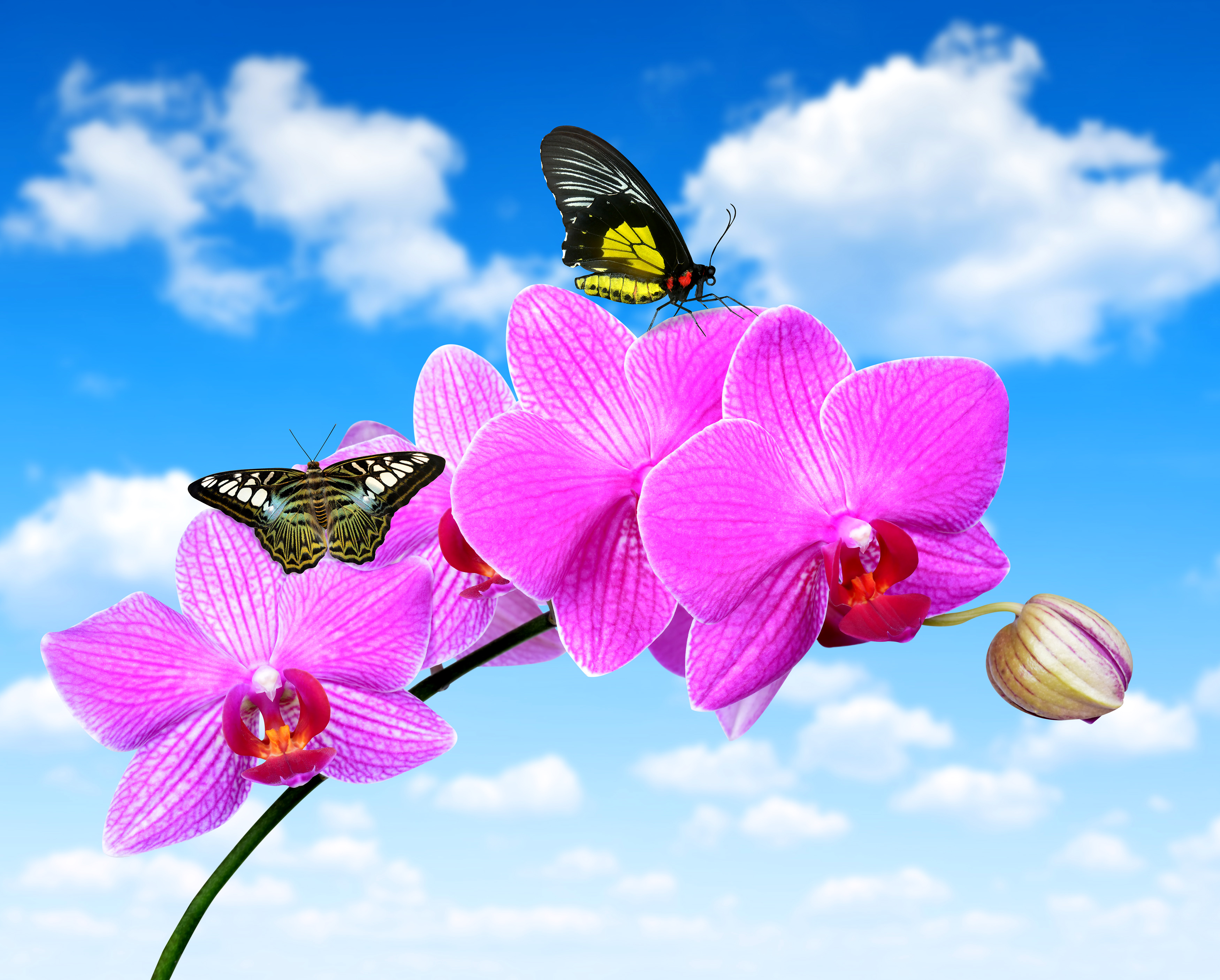 Laden Sie das Tiere, Schmetterlinge, Blume, Orchidee, Pinke Blume-Bild kostenlos auf Ihren PC-Desktop herunter