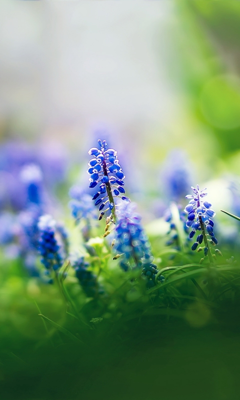 Descarga gratuita de fondo de pantalla para móvil de Flores, Flor, Tierra/naturaleza.